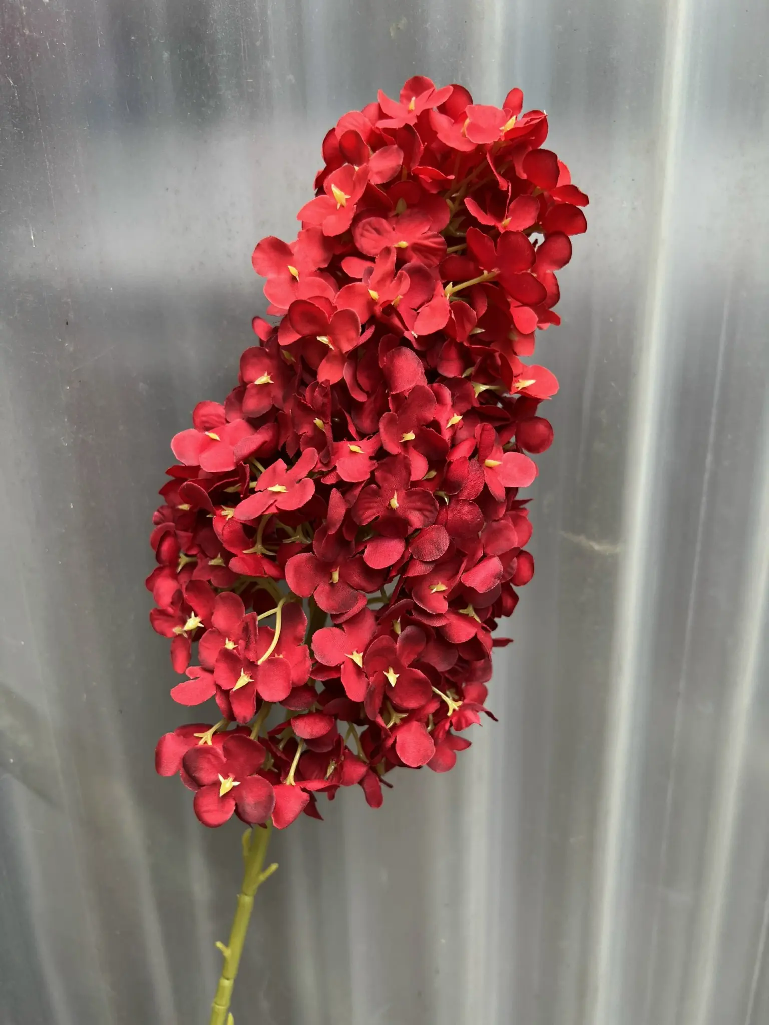 Hoa Tú Càu Lê - Ảnh 8