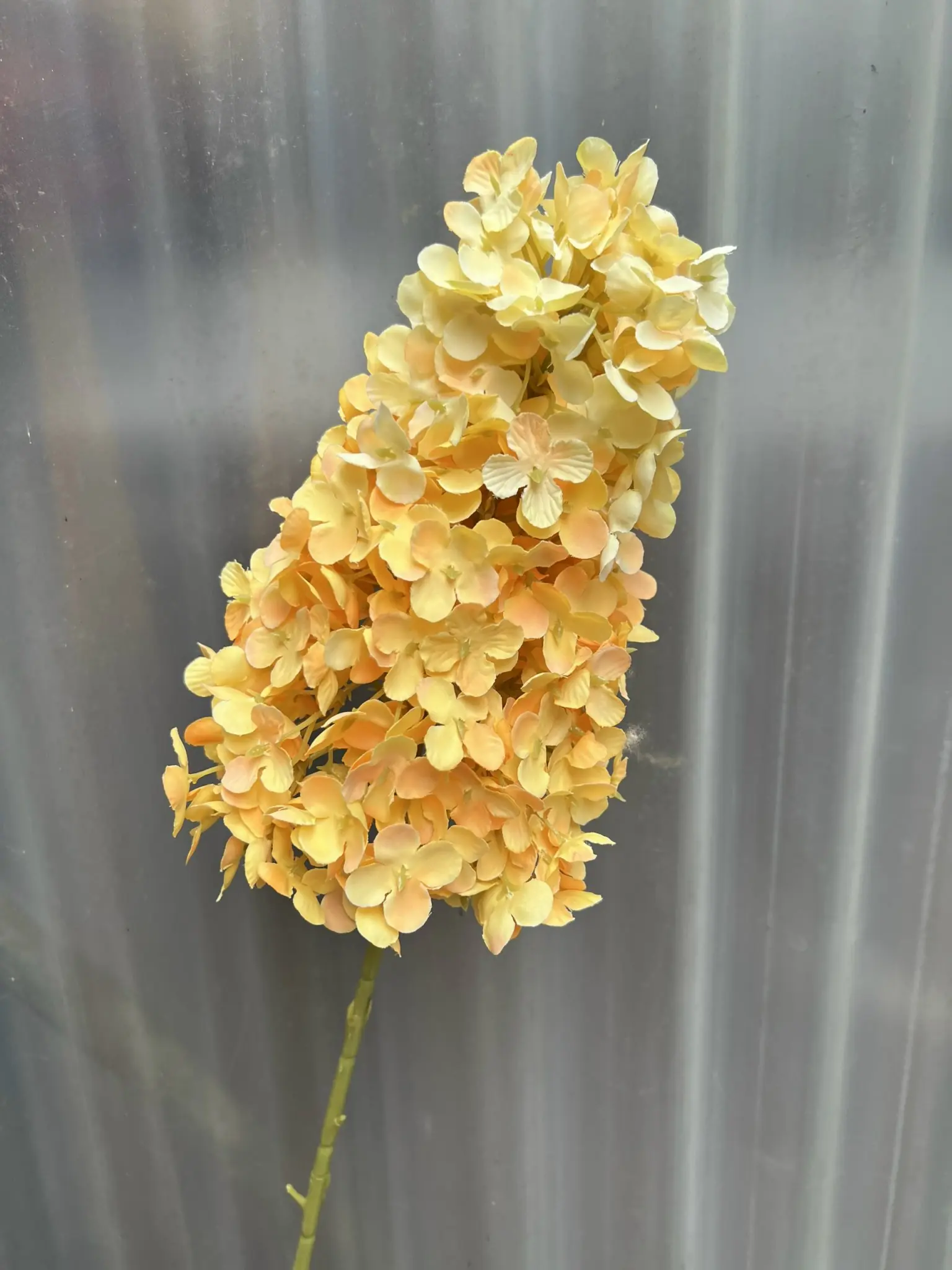 Hoa Tú Càu Lê - Ảnh 9