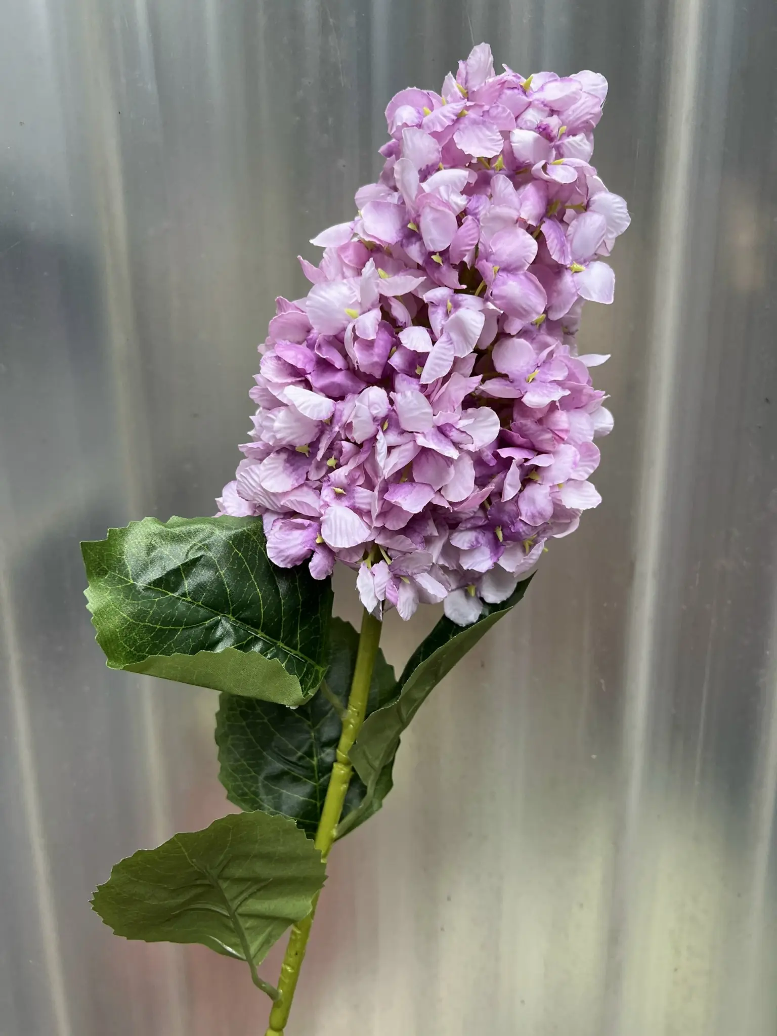 Hoa Tú Càu Lê - Ảnh 11