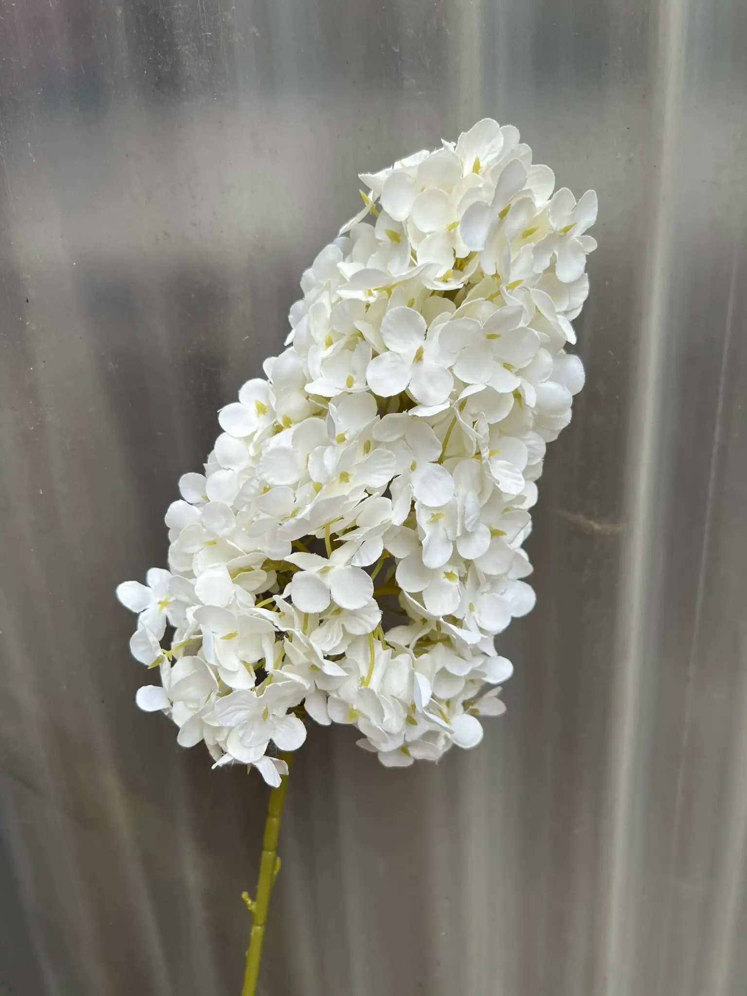 Hoa Tú Càu Lê - Ảnh 12