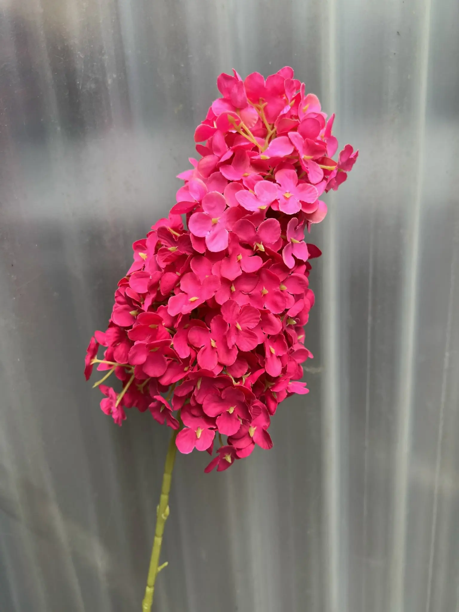 Hoa Tú Càu Lê - Ảnh 13