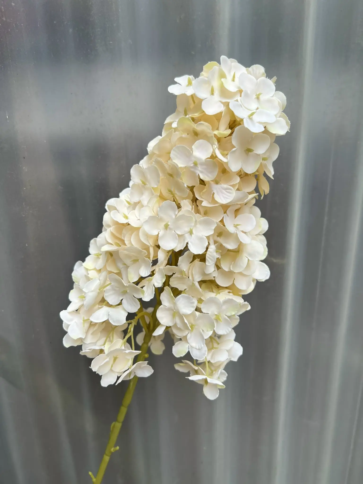 Hoa Tú Càu Lê - Ảnh 14