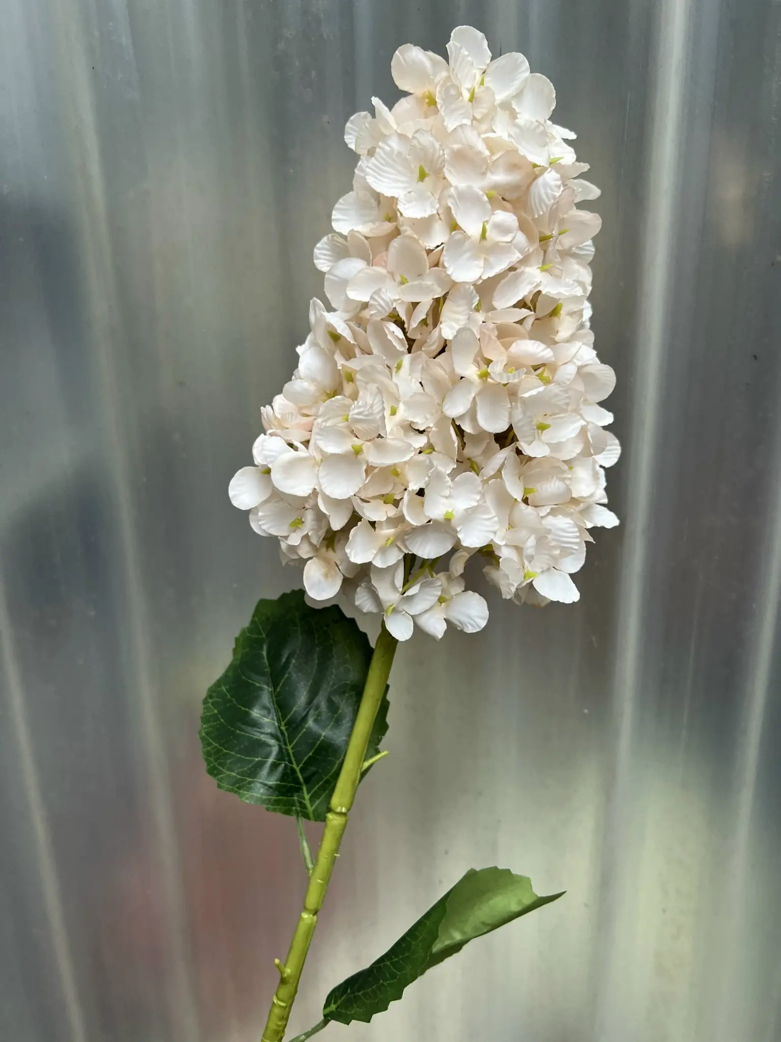 Hoa Tú Càu Lê - Ảnh 15