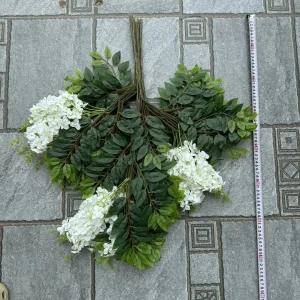 Hoa Tử Đằng Có Hoa