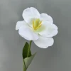 Hoa Tulip Nở