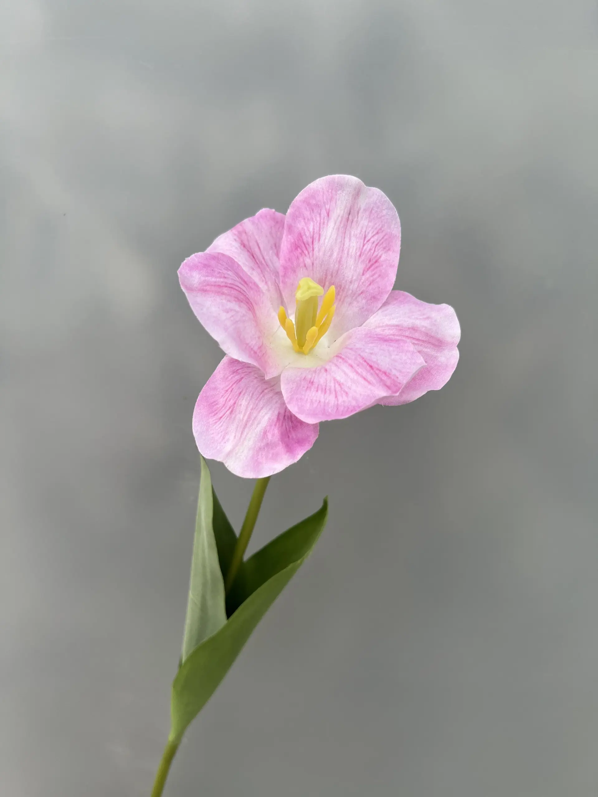 Hoa Tulip Nở - Ảnh 3