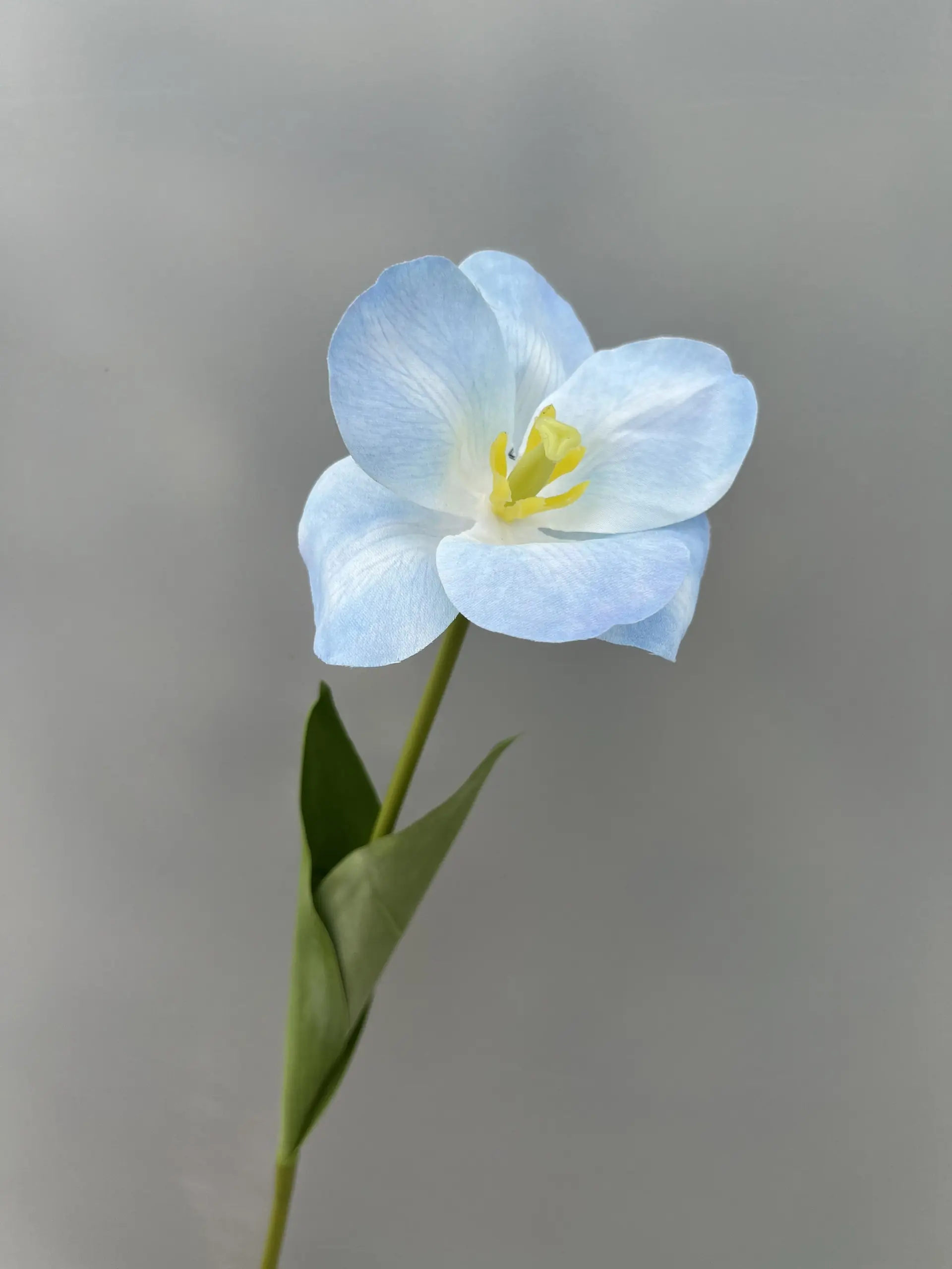 Hoa Tulip Nở - Ảnh 4