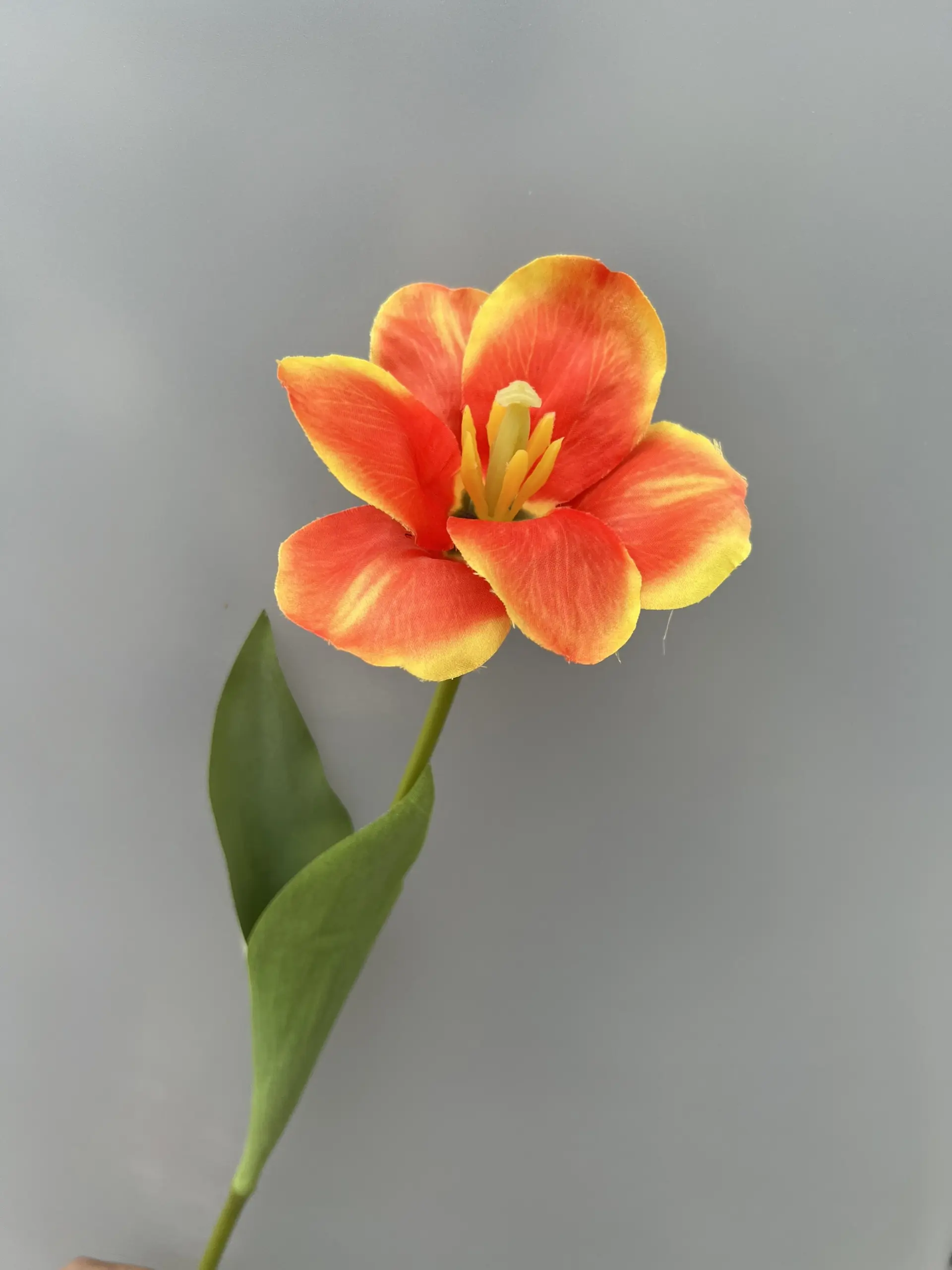 Hoa Tulip Nở - Ảnh 5