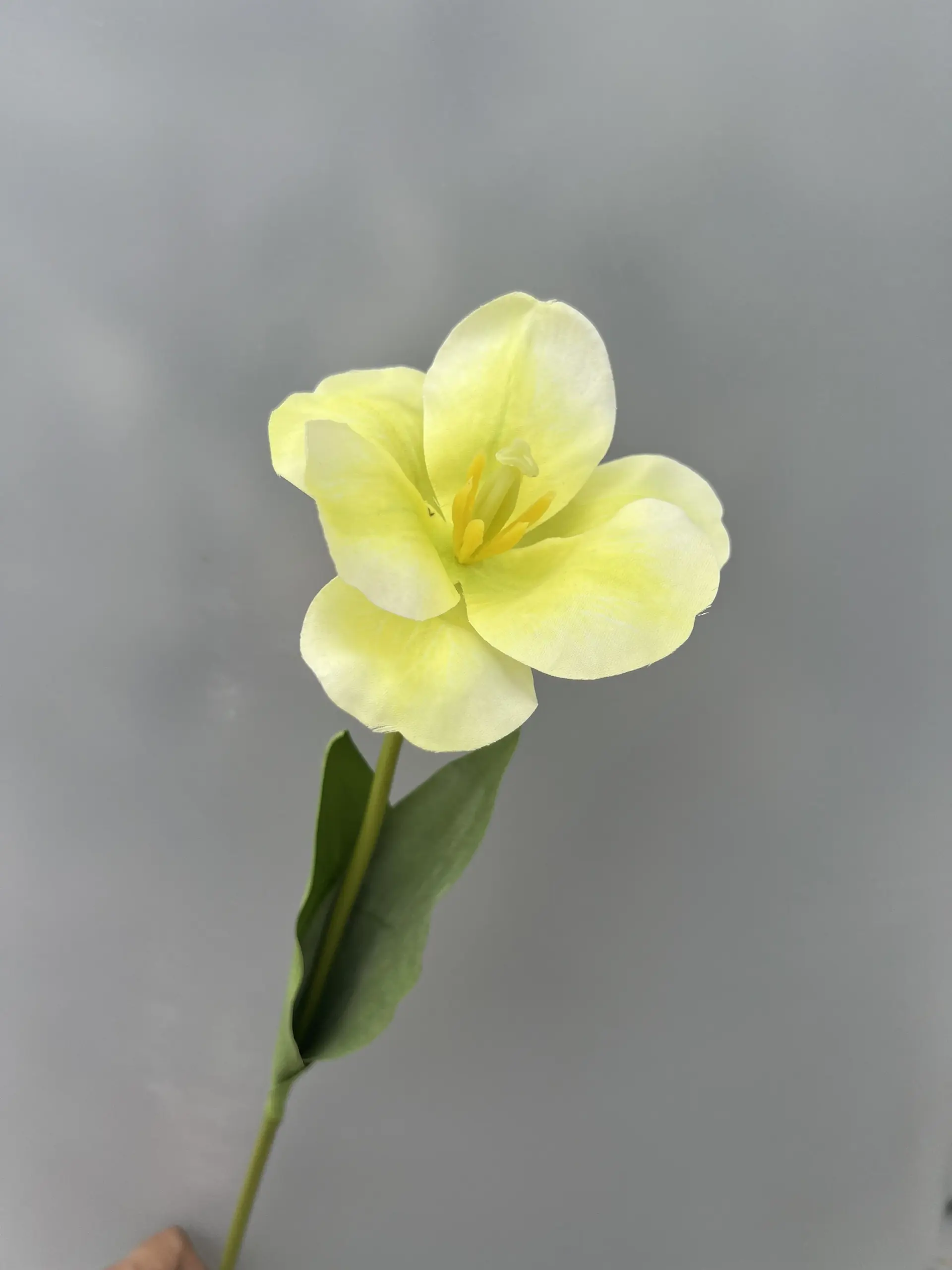 Hoa Tulip Nở - Ảnh 6