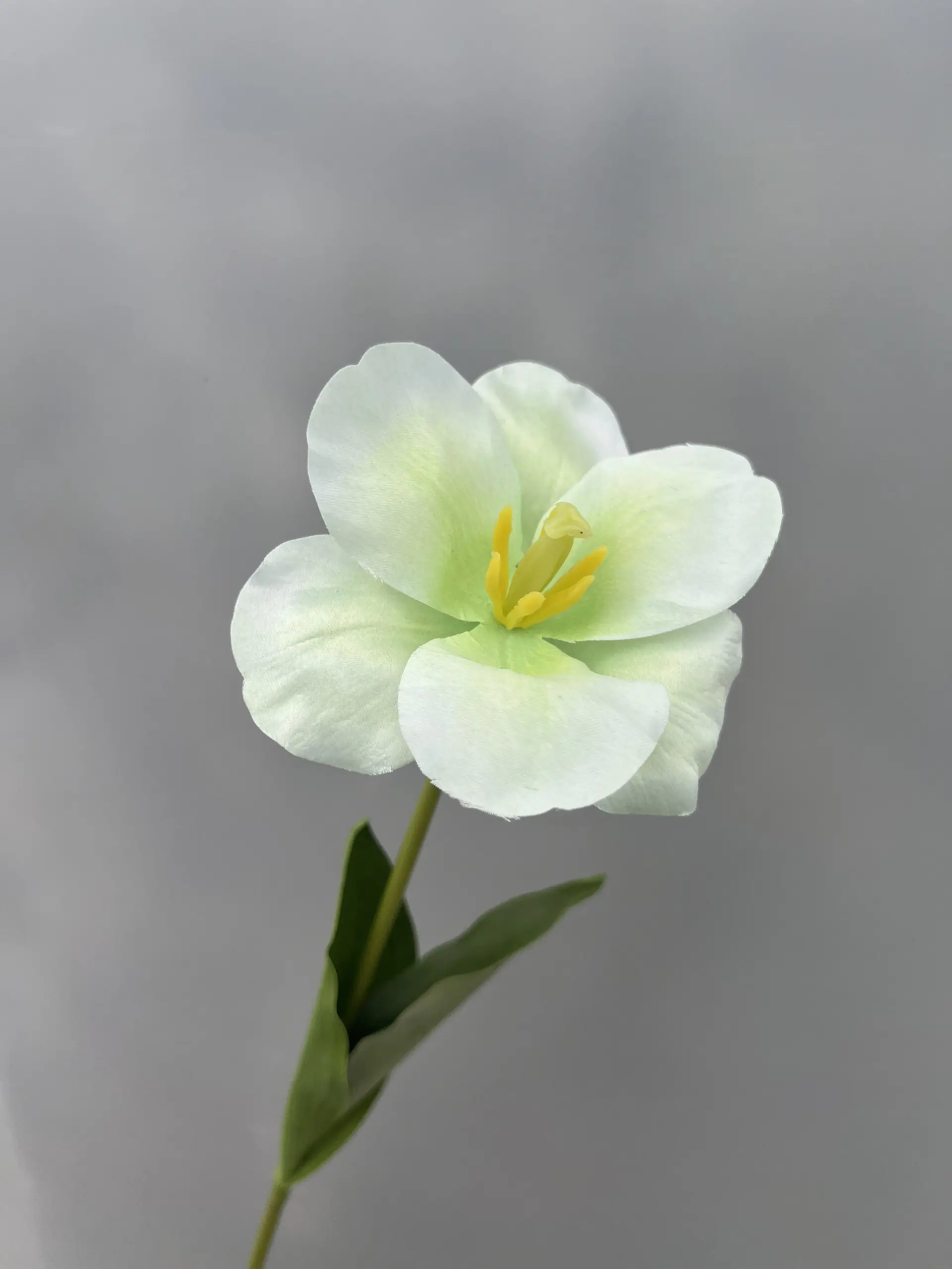 Hoa Tulip Nở - Ảnh 7