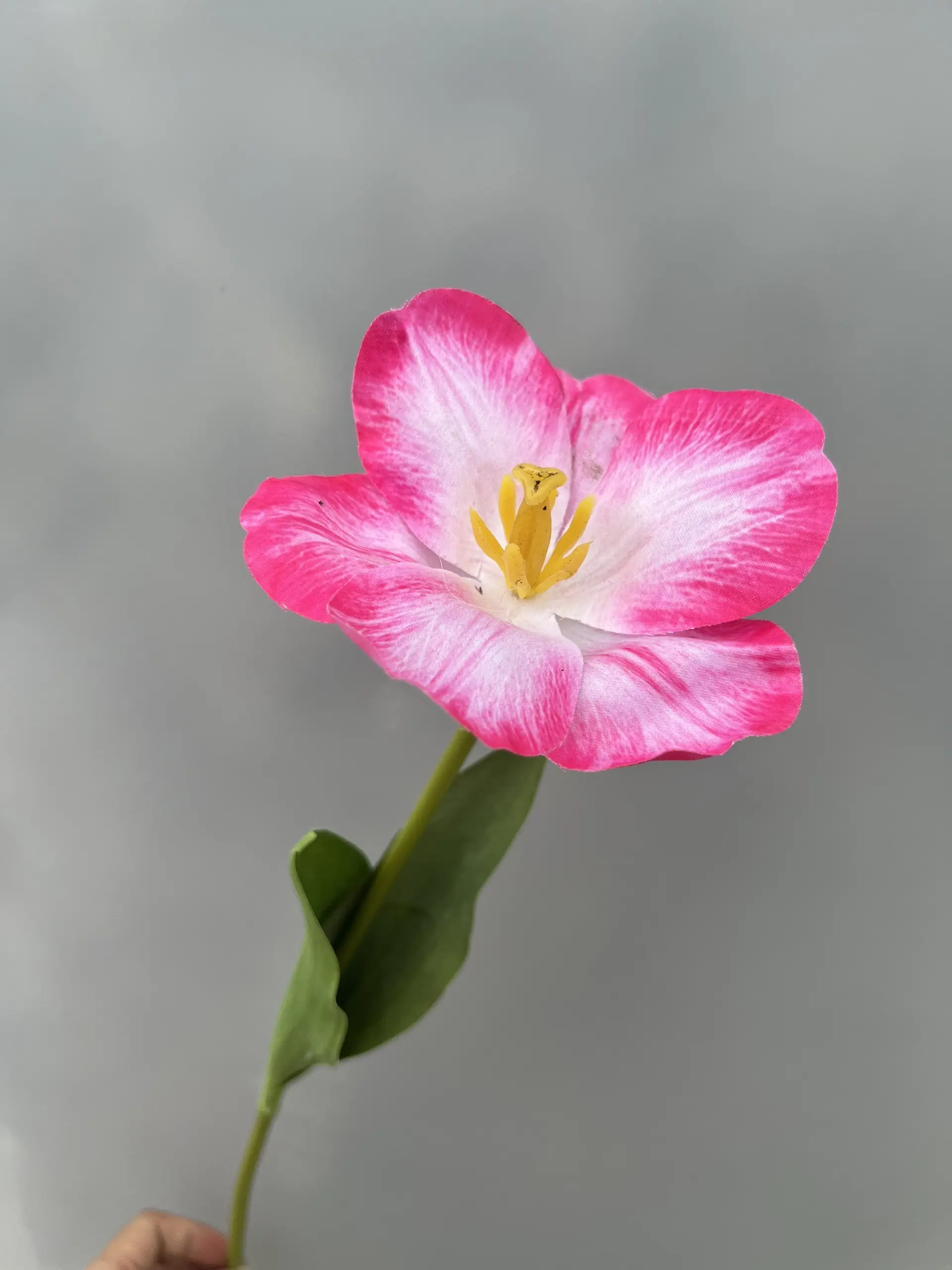 Hoa Tulip Nở - Ảnh 8