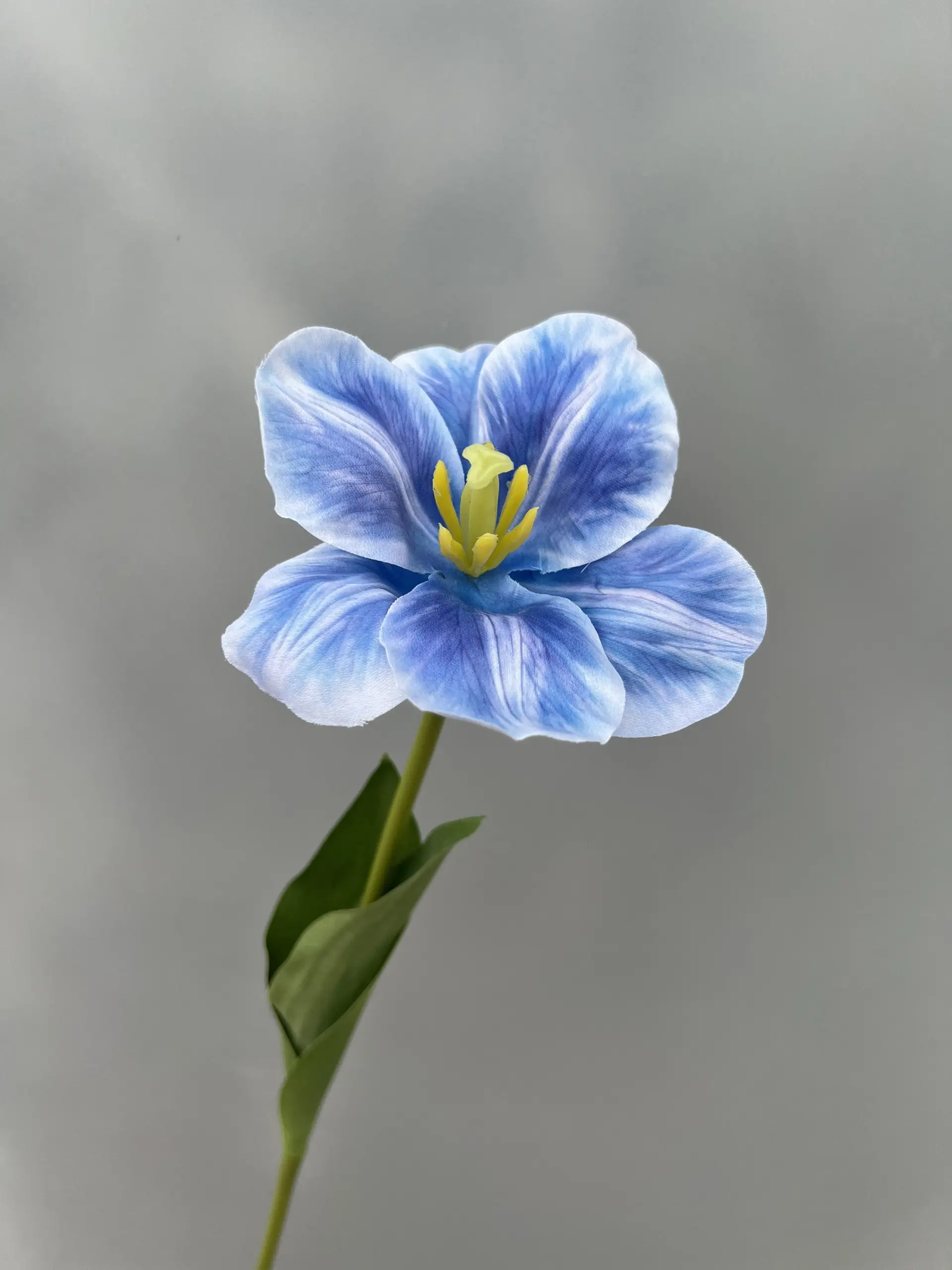 Hoa Tulip Nở - Ảnh 9