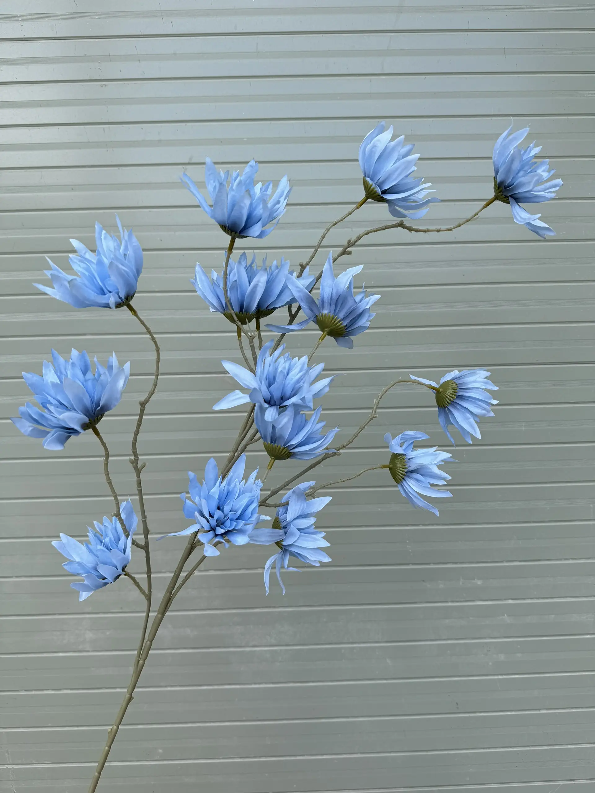 Hoa Tường Vi - Ảnh 3