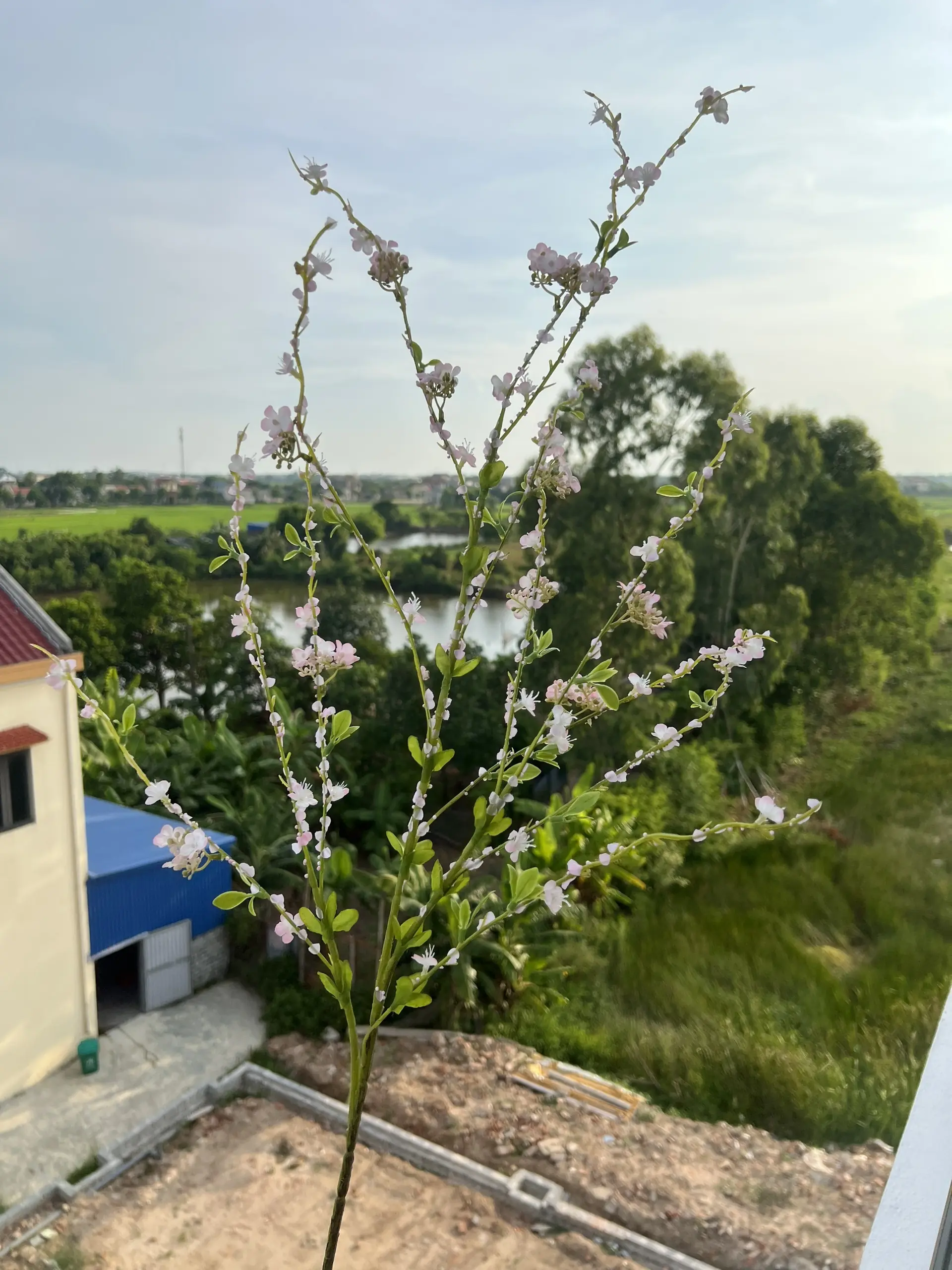 Hoa Tuyết Mai Vip - Ảnh 7