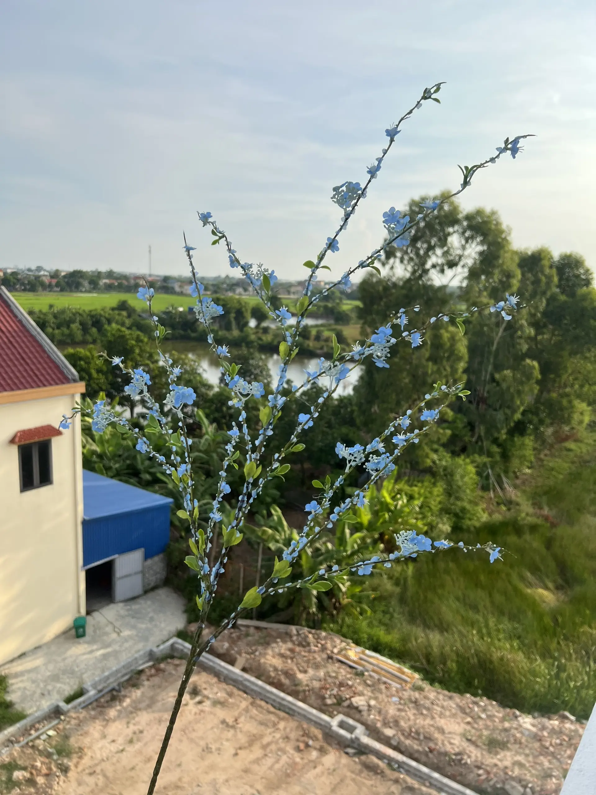 Hoa Tuyết Mai Vip - Ảnh 8