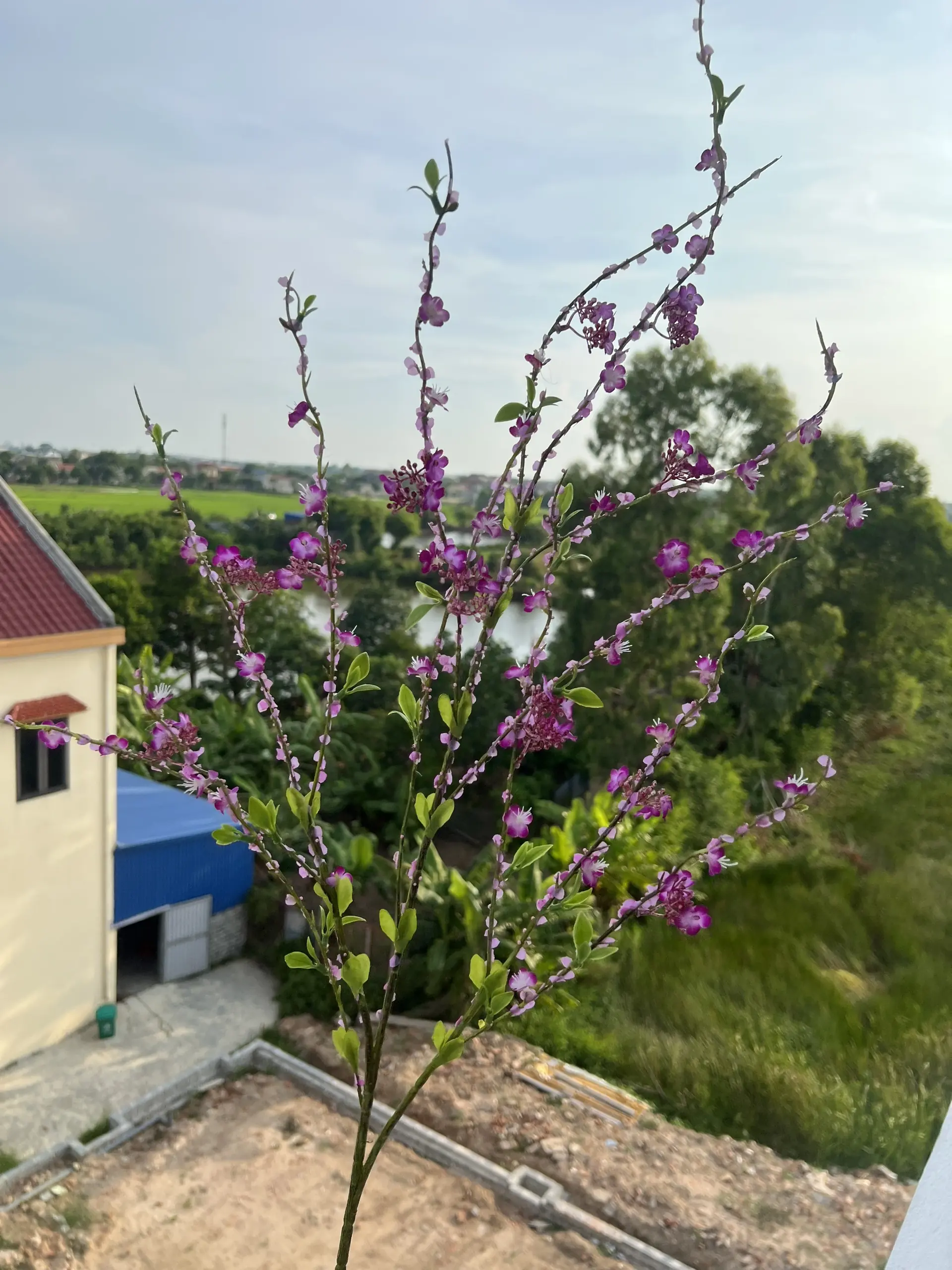 Hoa Tuyết Mai Vip - Ảnh 9