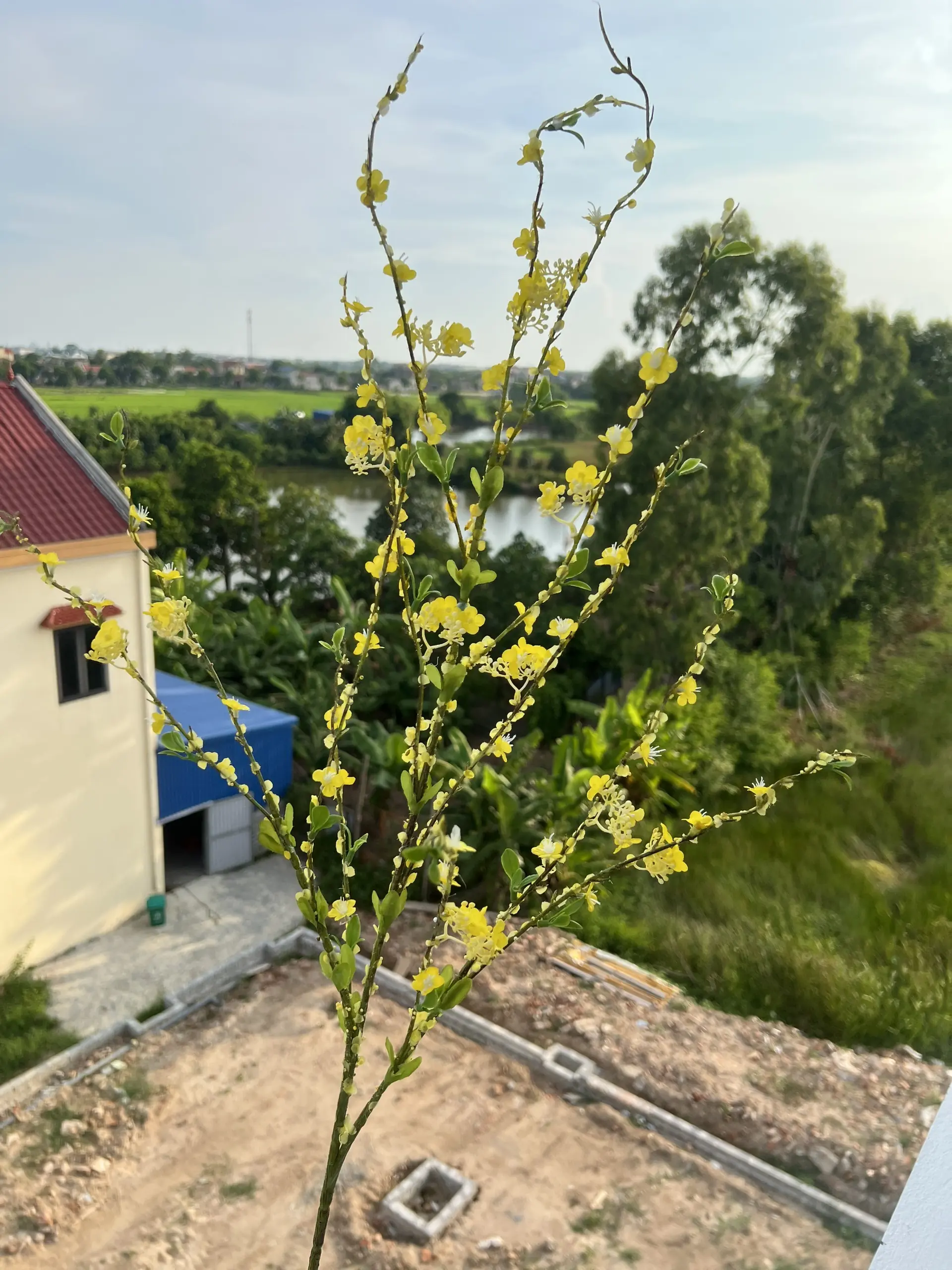 Hoa Tuyết Mai Vip - Ảnh 10