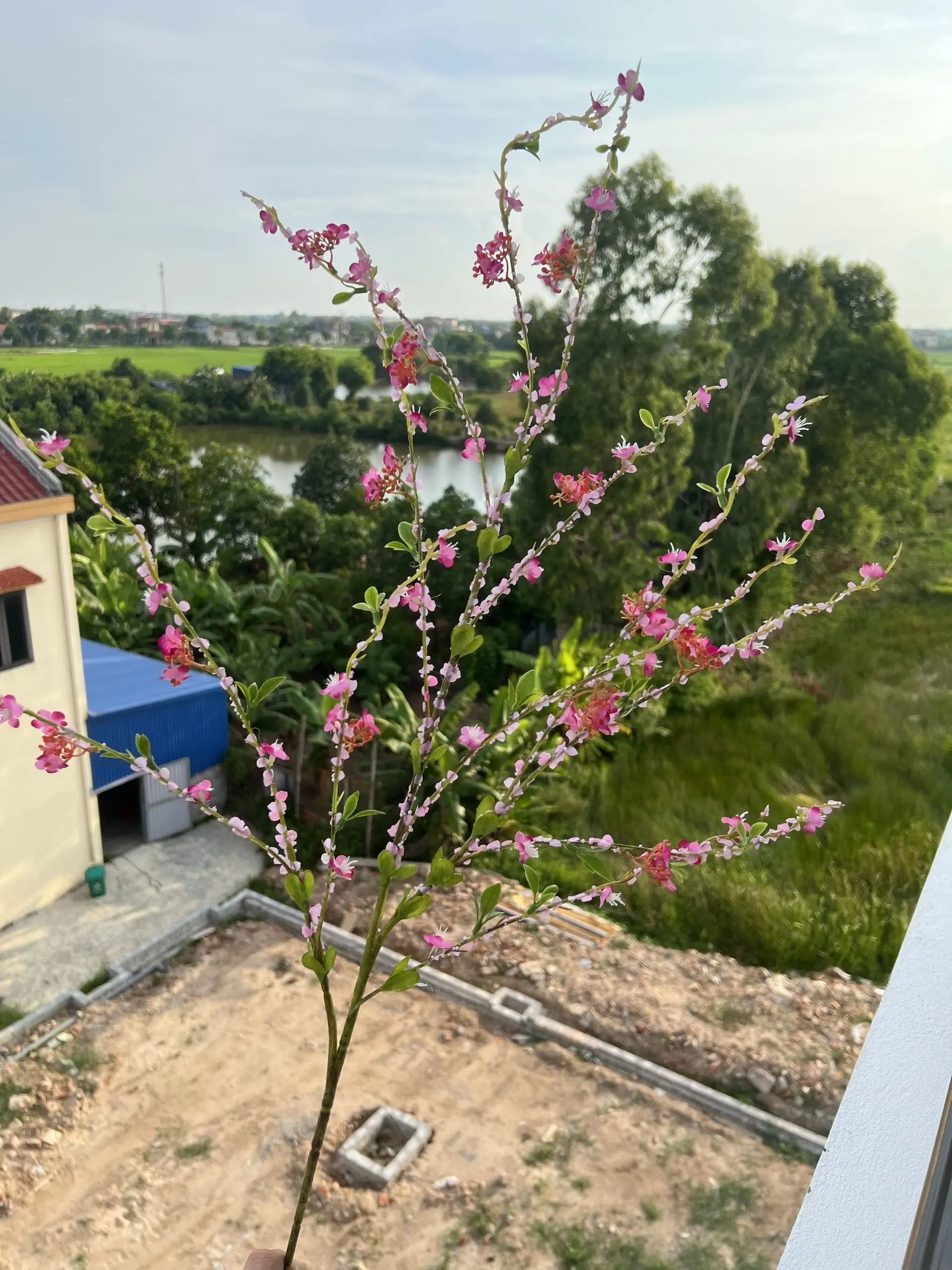 Hoa Tuyết Mai Vip - Ảnh 11