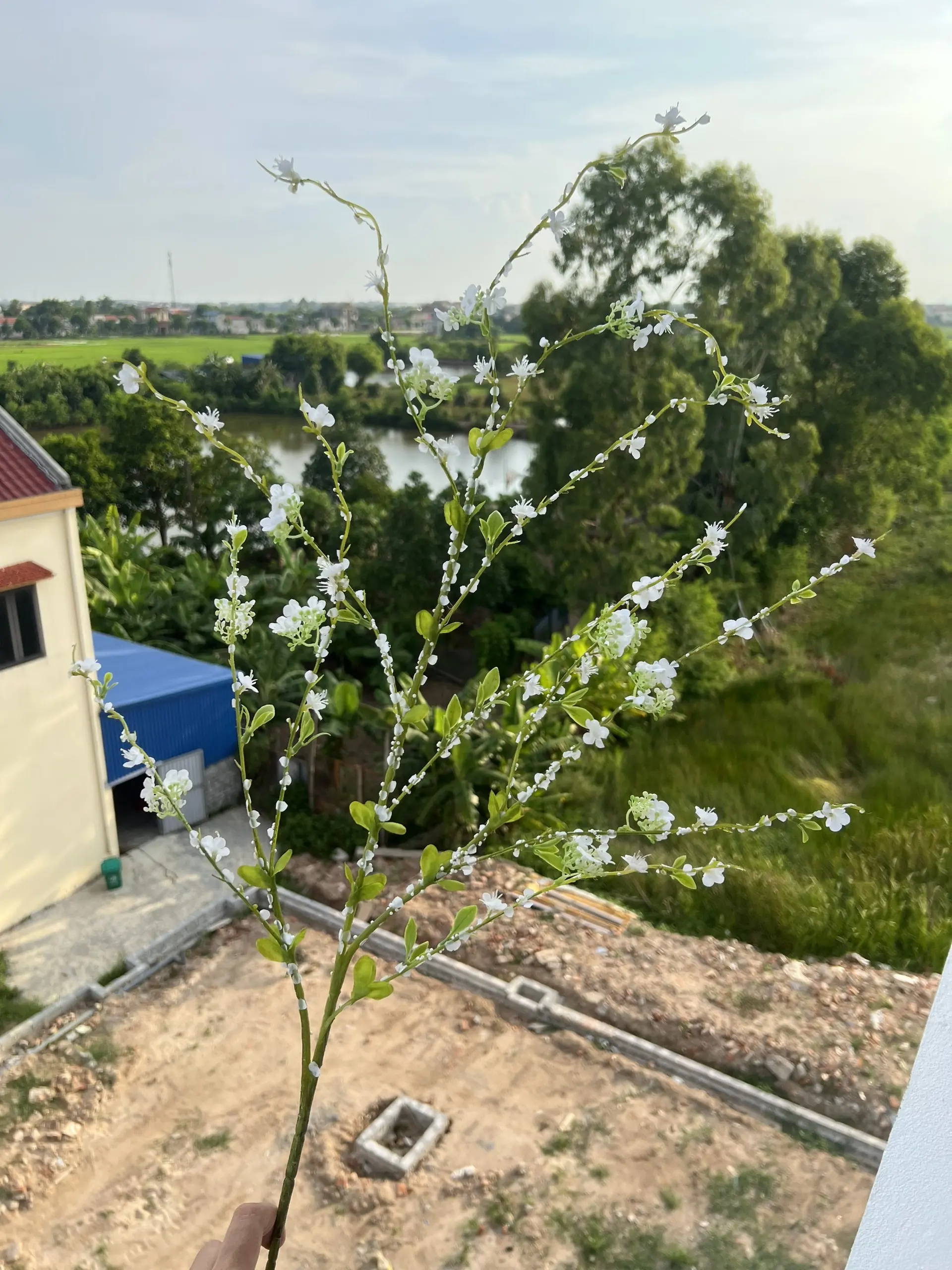 Hoa Tuyết Mai Vip - Ảnh 12