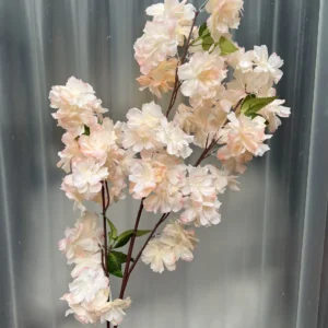 ANH ĐÀO CHÙM
