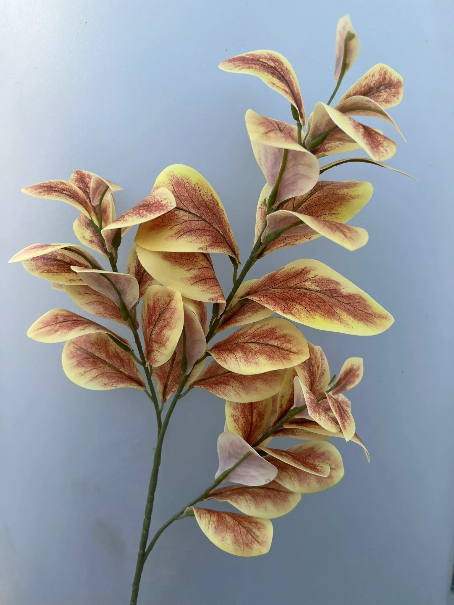 CHANH 3D - Ảnh 2
