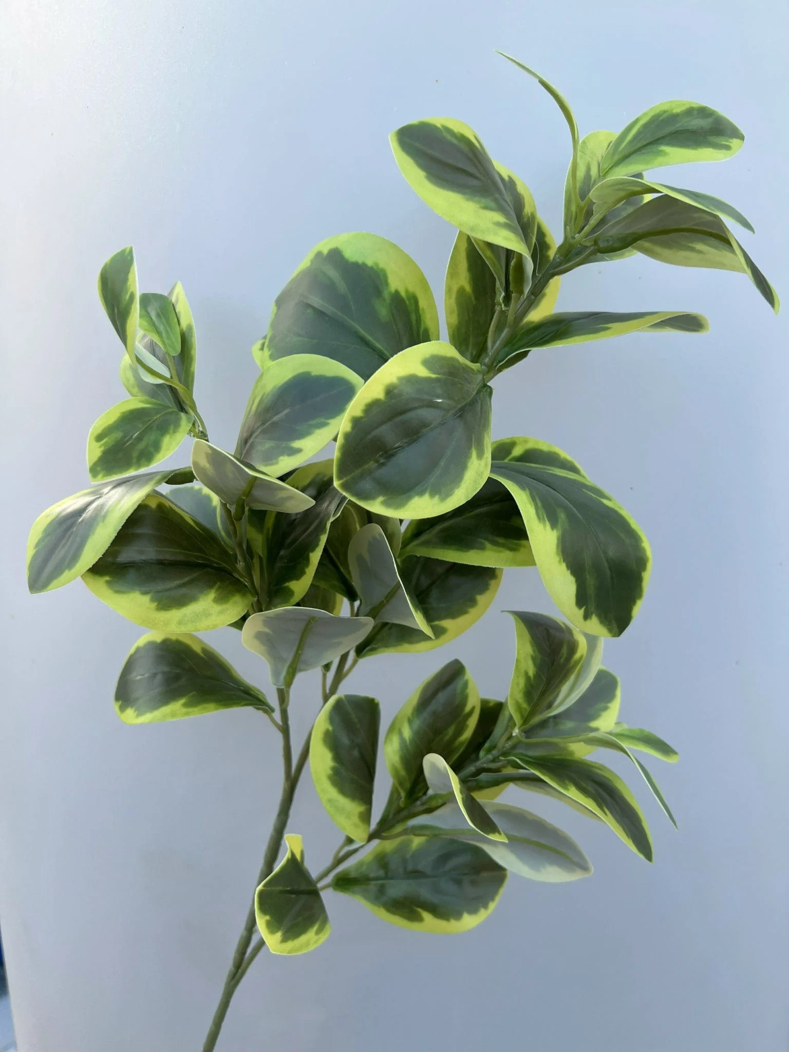 CHANH 3D - Ảnh 4