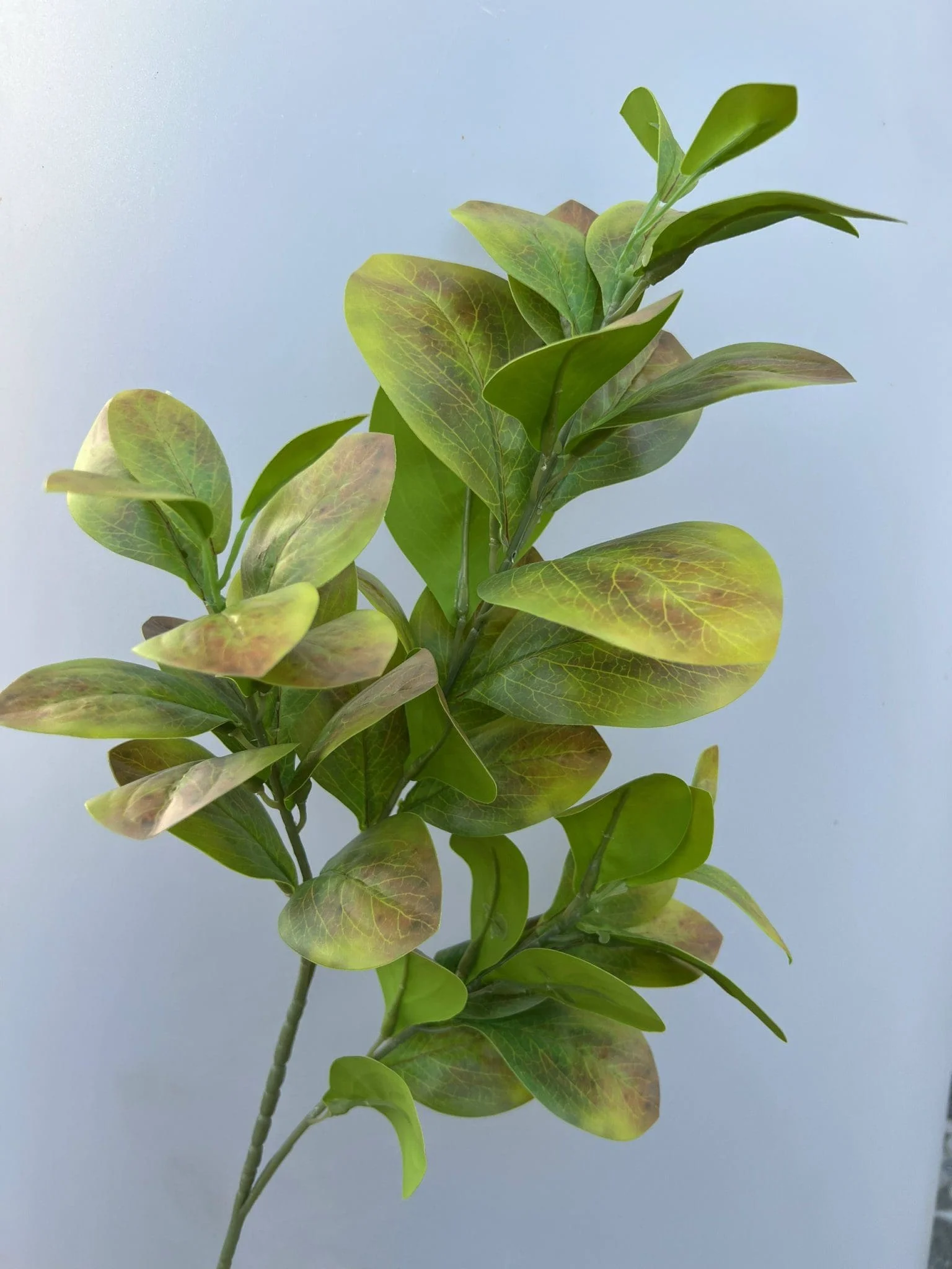 CHANH 3D - Ảnh 6