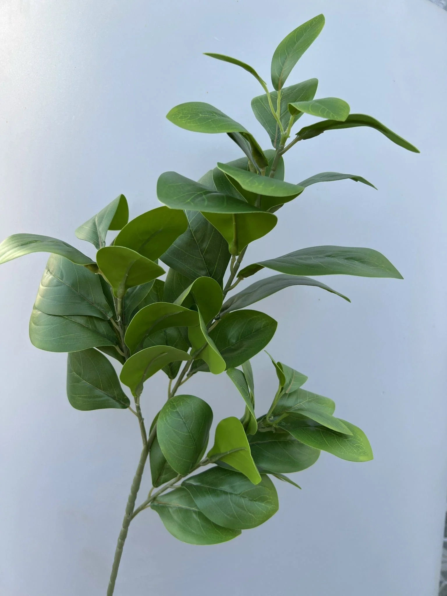 CHANH 3D - Ảnh 3