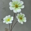CÚC DAISY 3B
