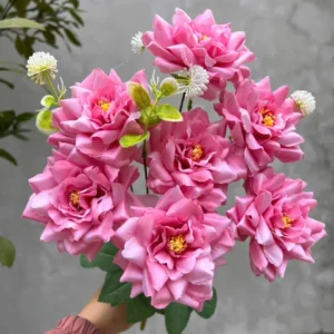 CỤM HỒNG RỪNG 7B KO LÁ
