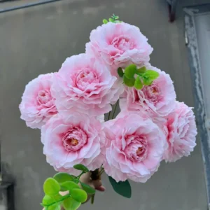 CỤM TRÀ TƠ 7B KO LÁ