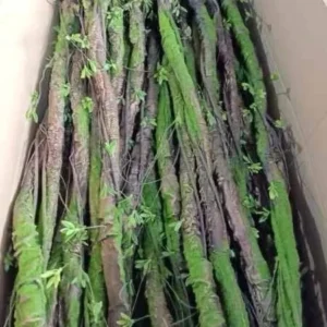 DÂY CỔ