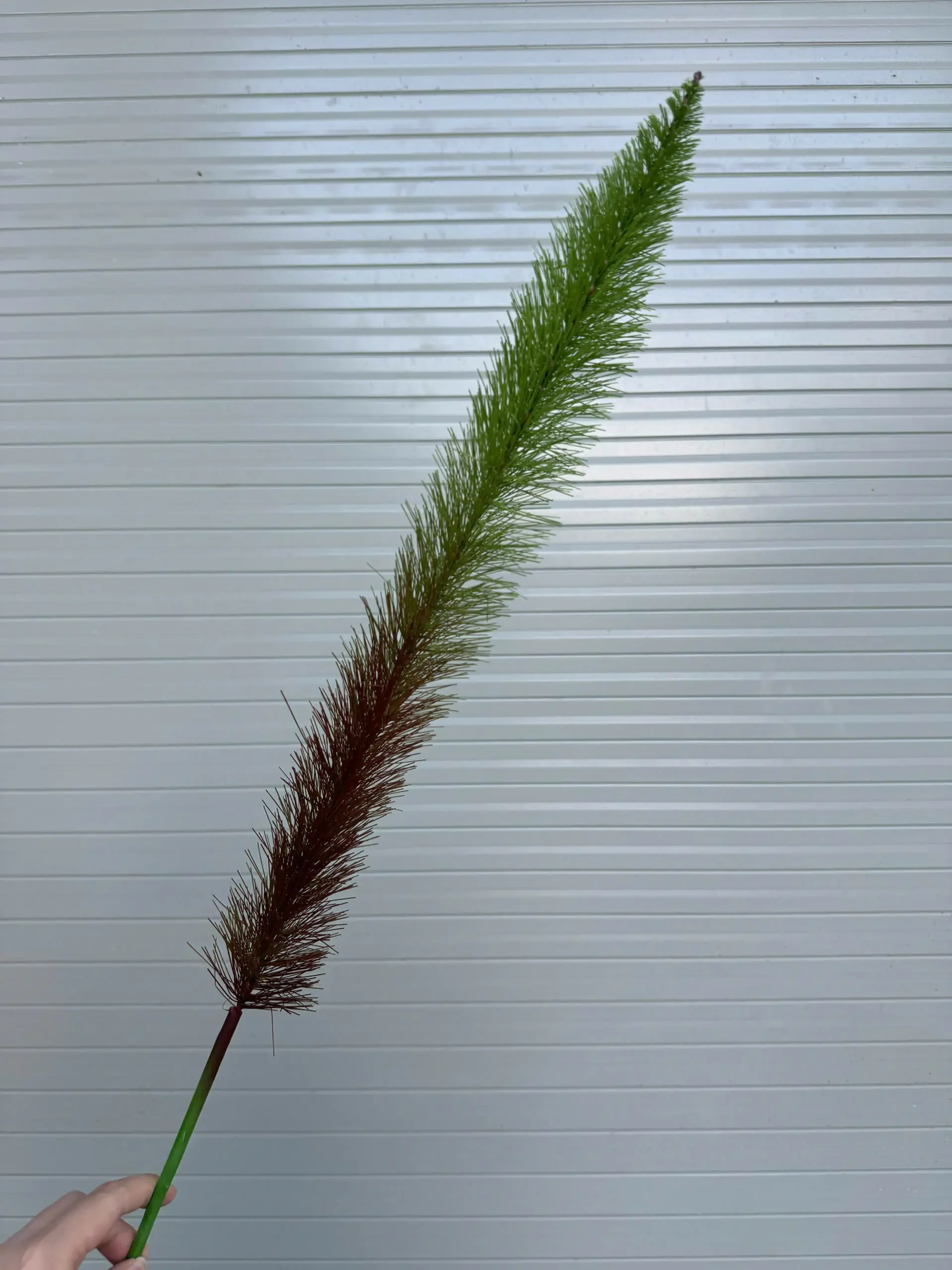 ĐUÔI CHỒN 1 NHÁNH - Ảnh 5