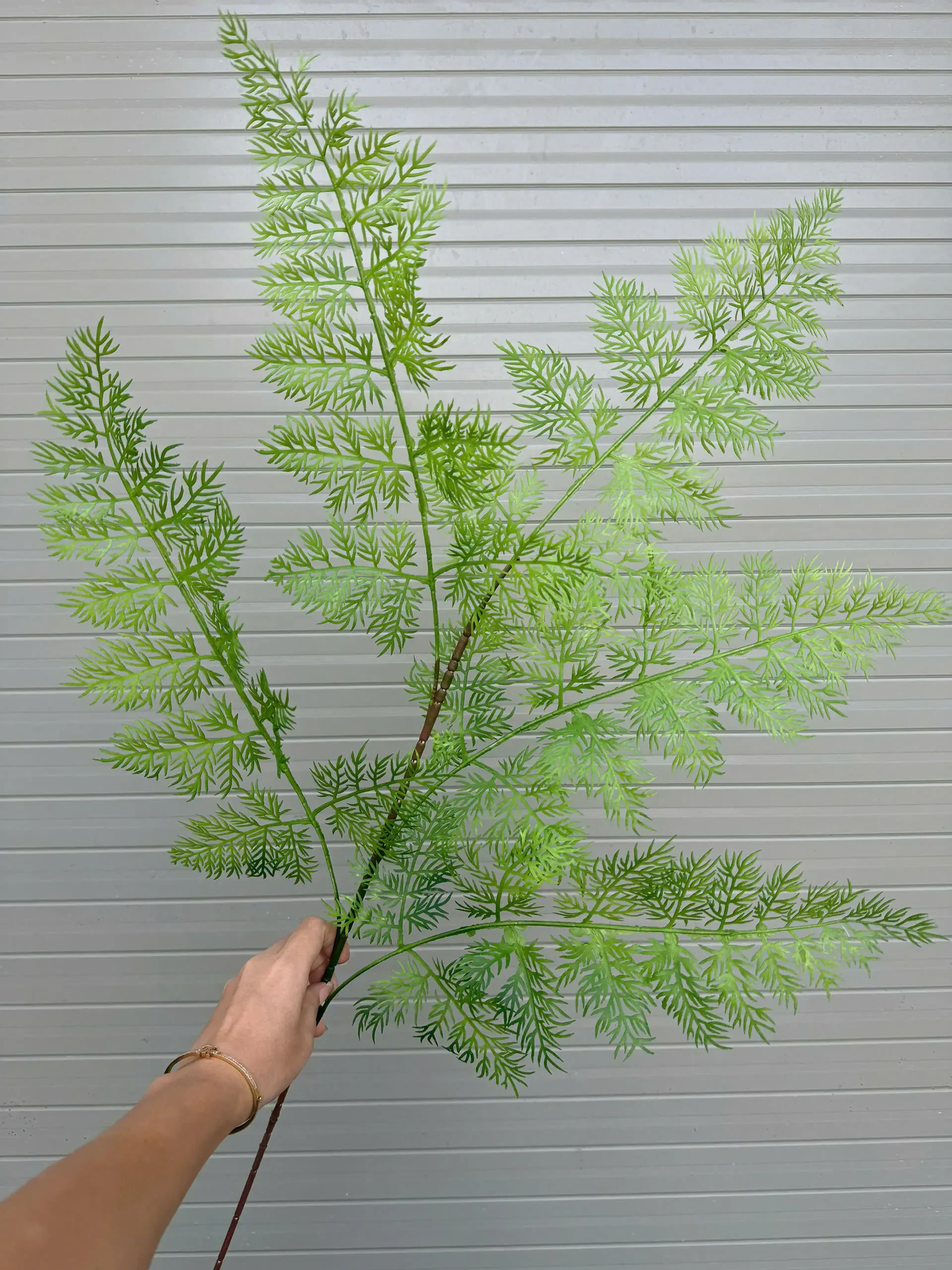 DƯƠNG XỈ 5 NHÁNH - Ảnh 2