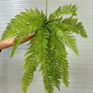 DƯƠNG XỈ KHỔNG TƯỚC