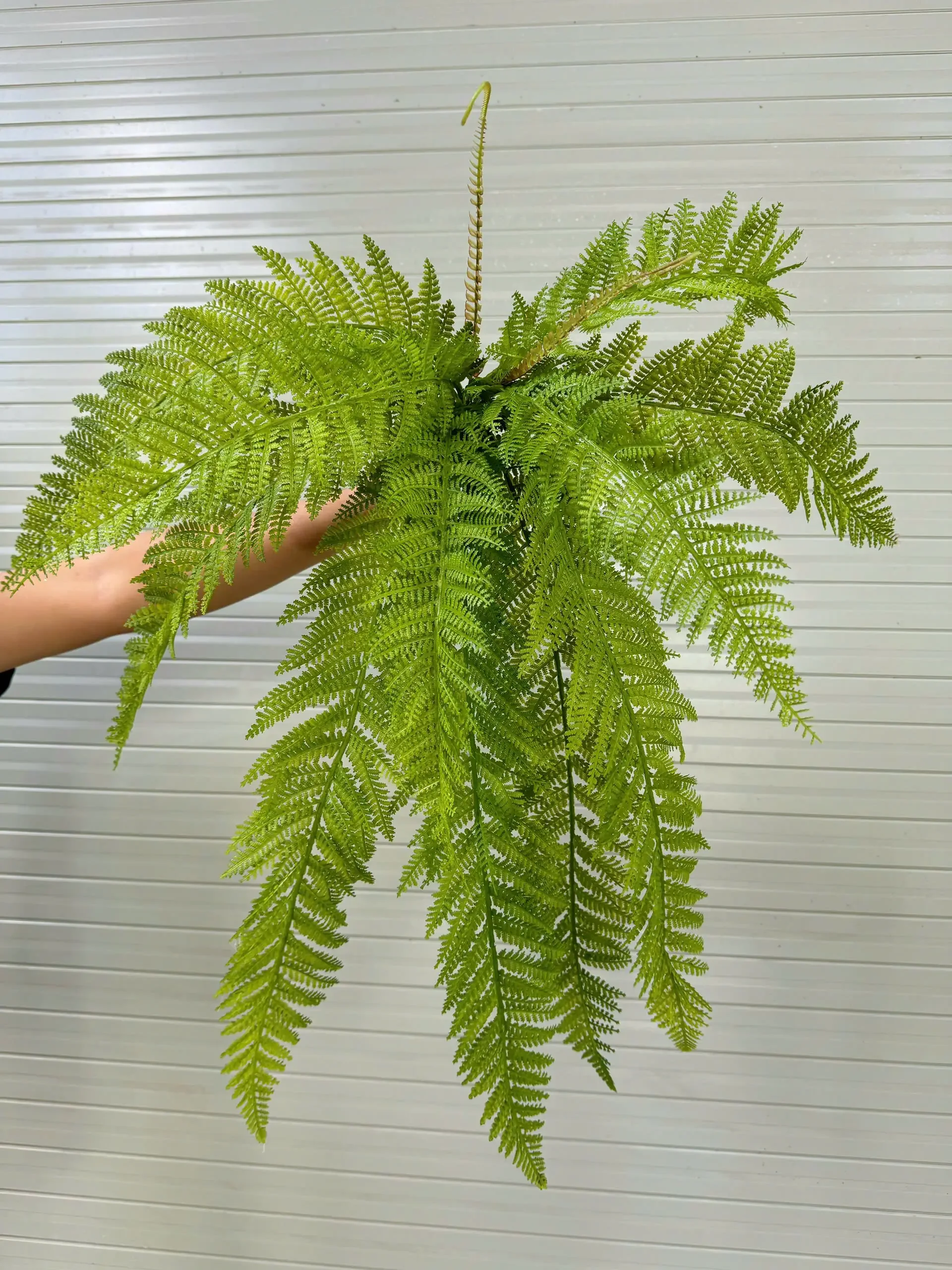 DƯƠNG XỈ KHỔNG TƯỚC