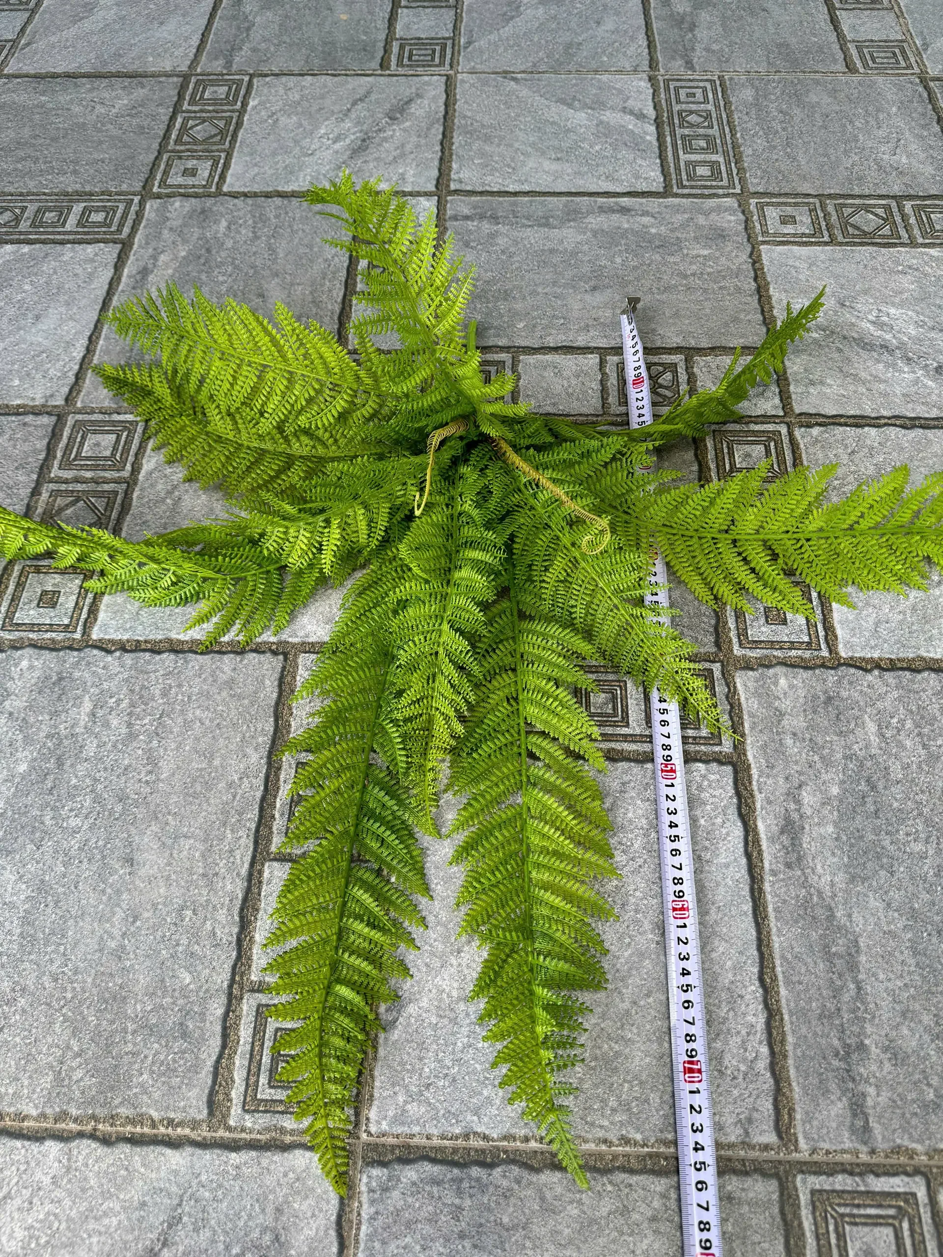 DƯƠNG XỈ KHỔNG TƯỚC - Ảnh 2