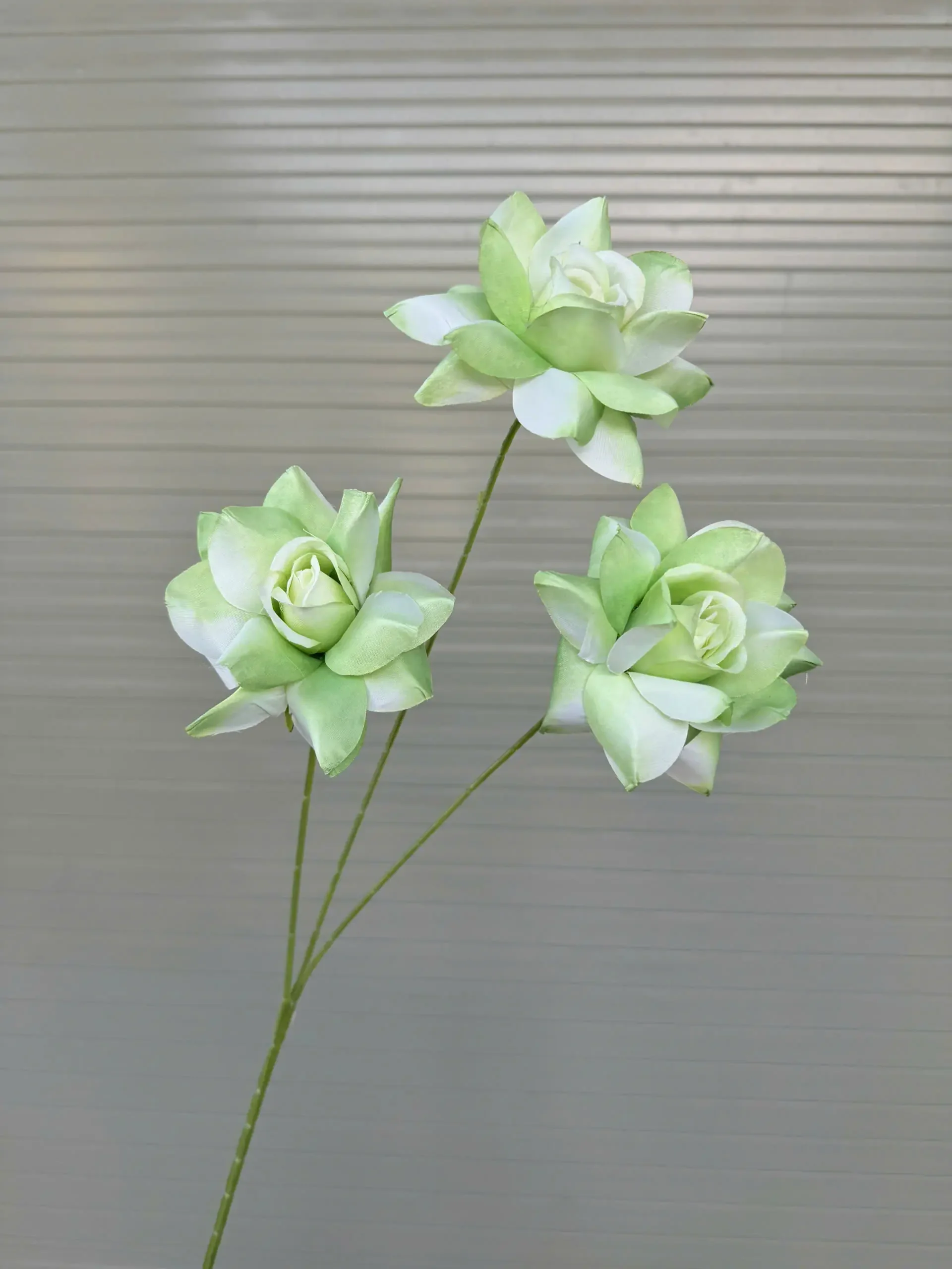 HỒNG BLOOM