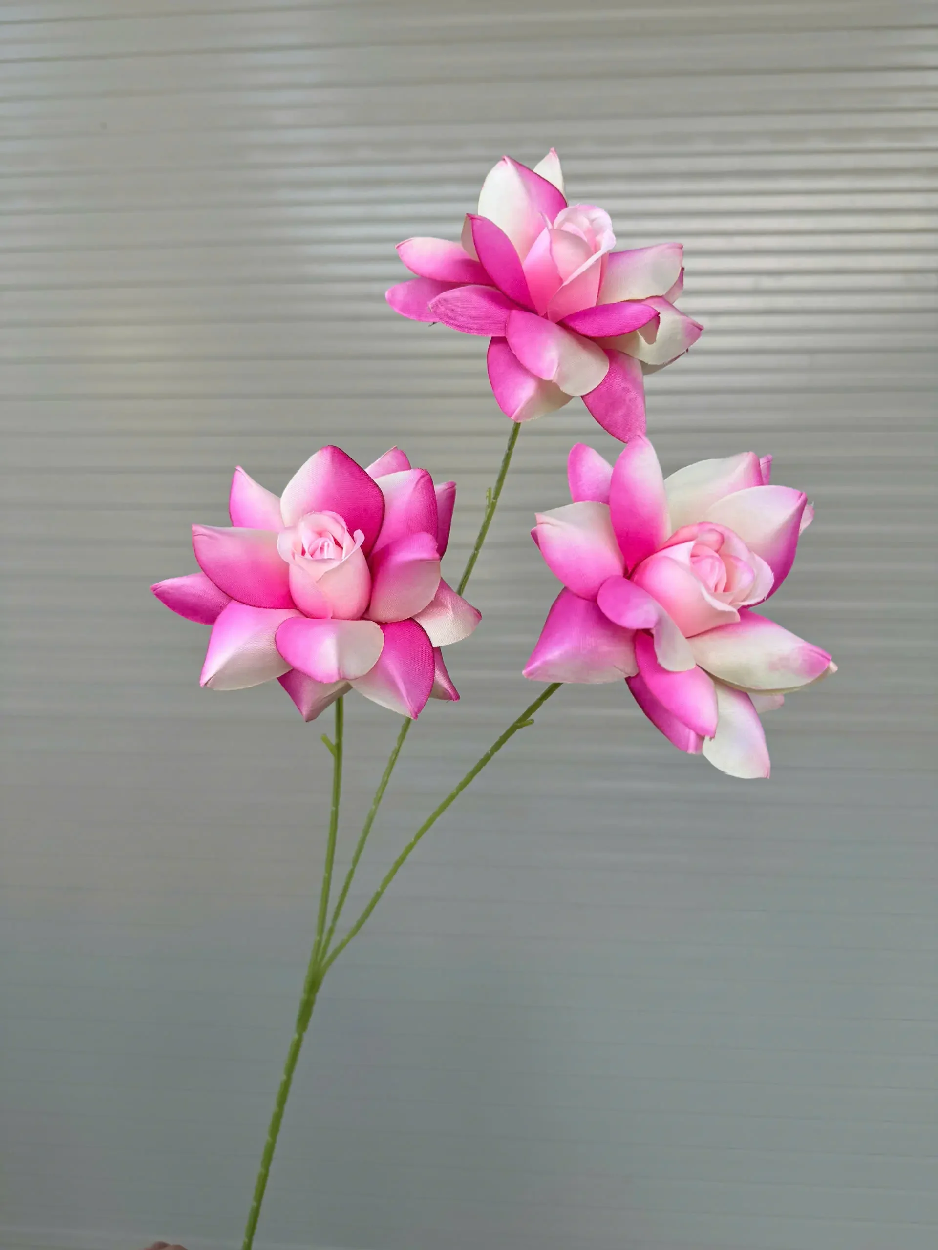 HỒNG BLOOM - Ảnh 11