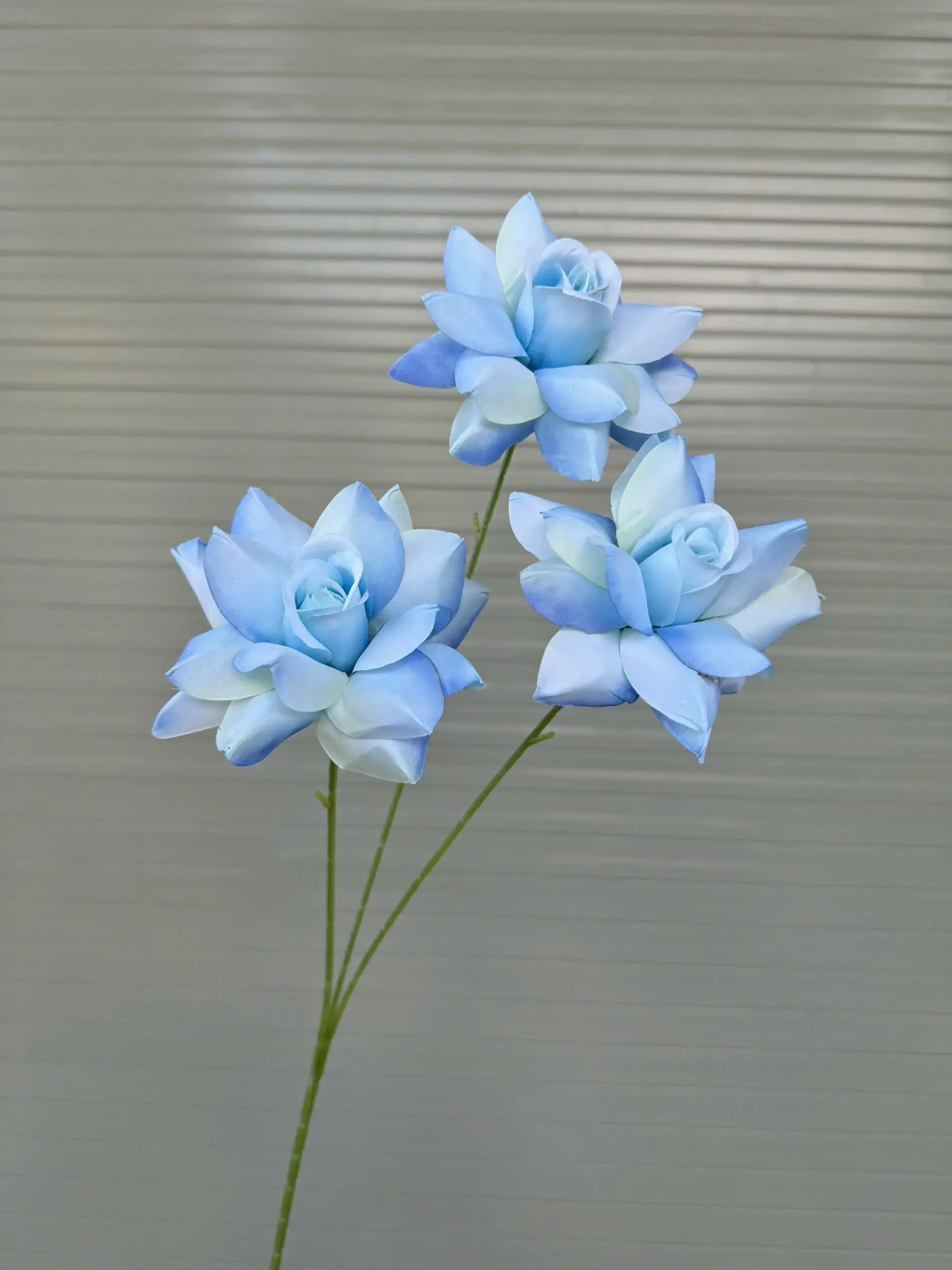 HỒNG BLOOM - Ảnh 2