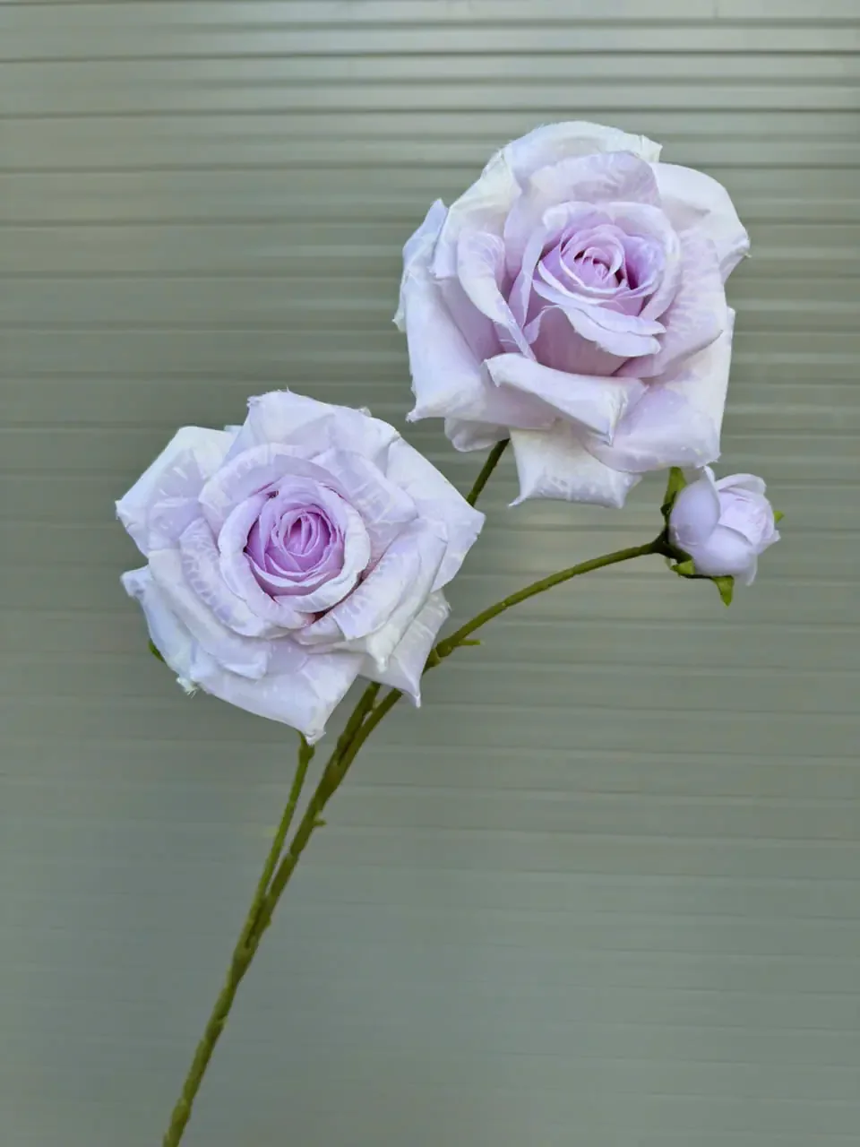 HỒNG GAI 2 BÔNG 1 NỤ - Ảnh 5