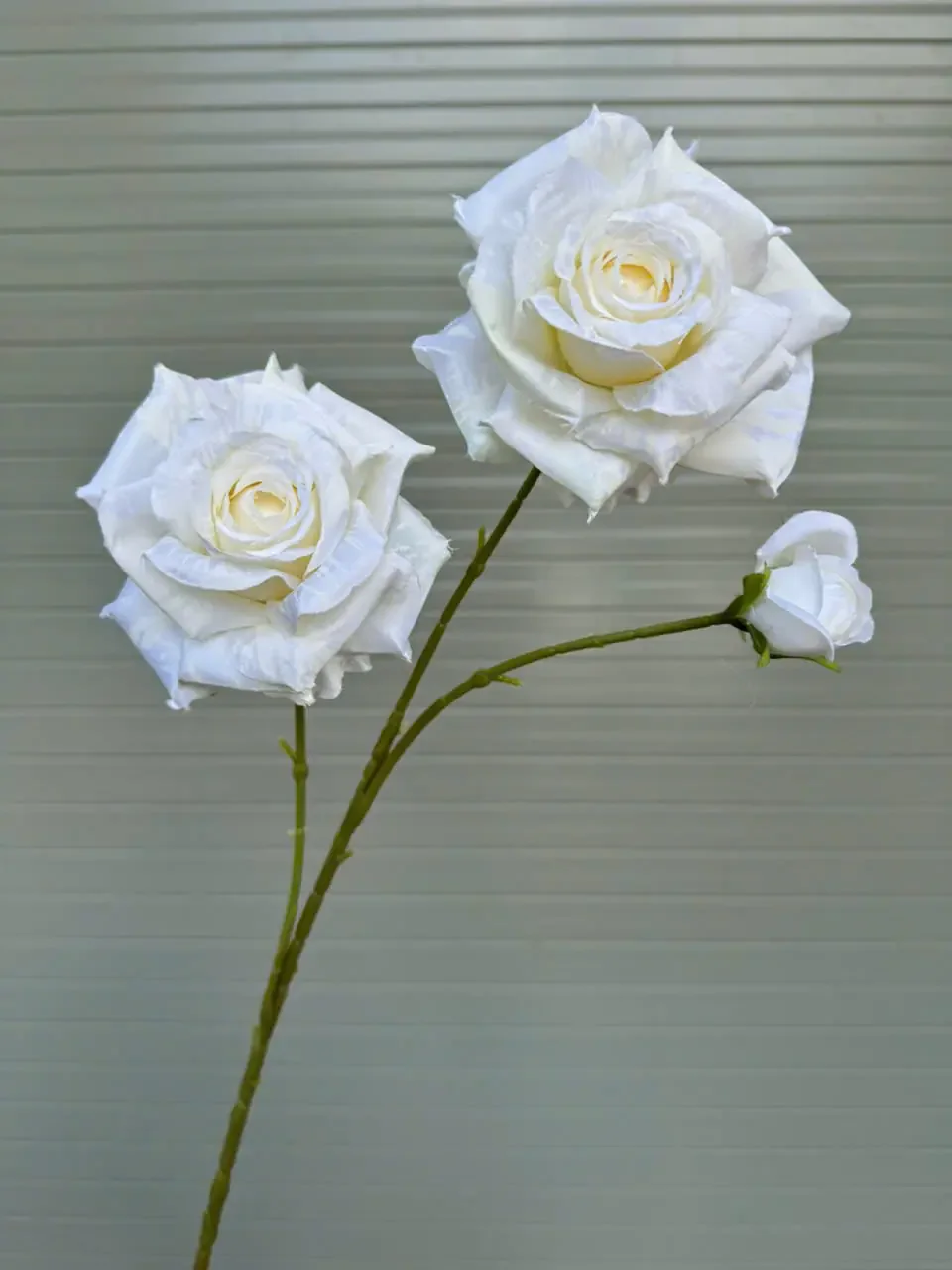 HỒNG GAI 2 BÔNG 1 NỤ - Ảnh 8