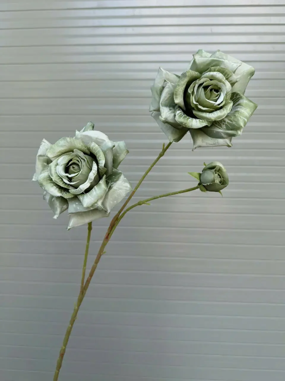 HỒNG GAI 2 BÔNG 1 NỤ - Ảnh 11