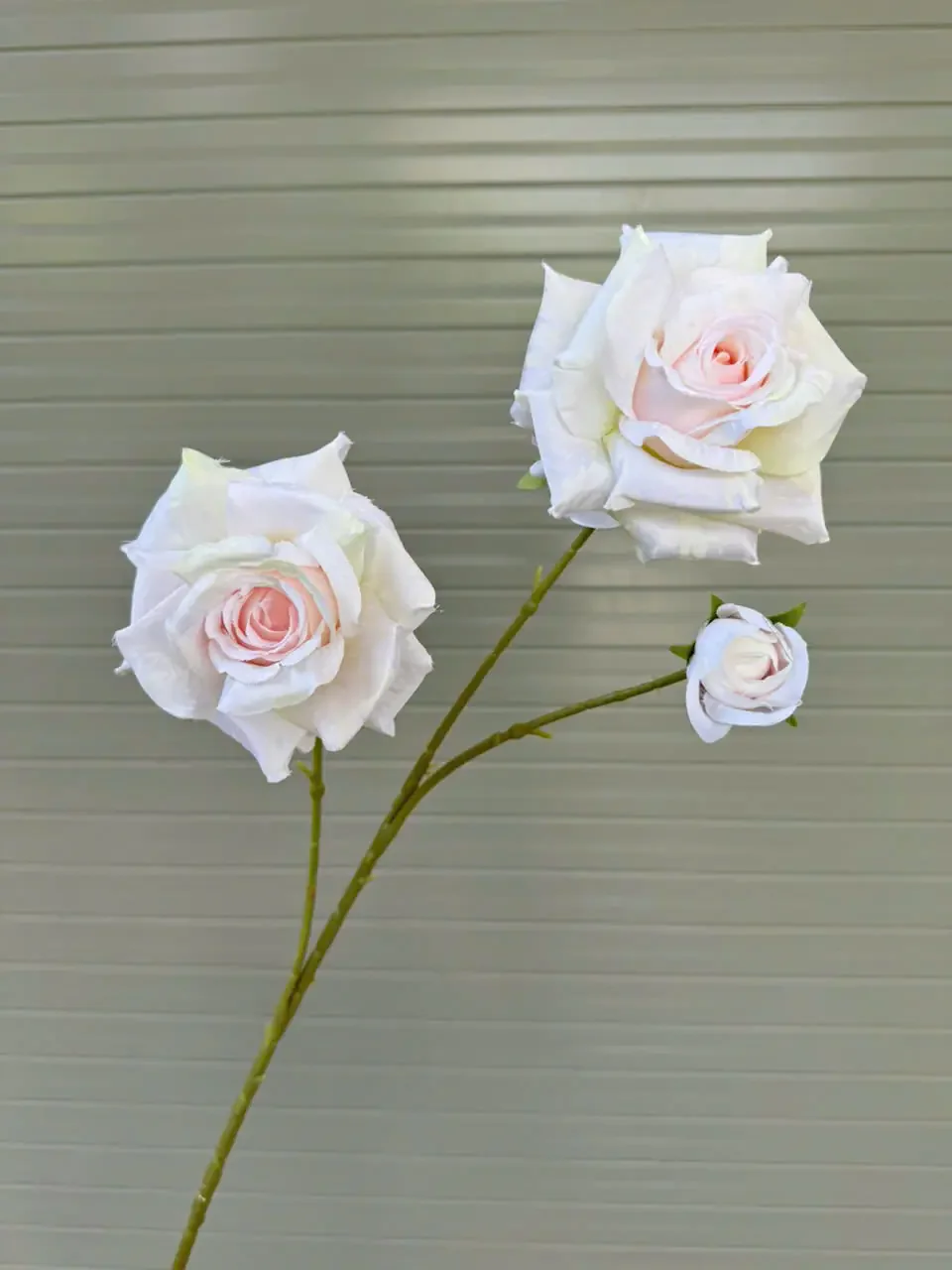 HỒNG GAI 2 BÔNG 1 NỤ - Ảnh 2