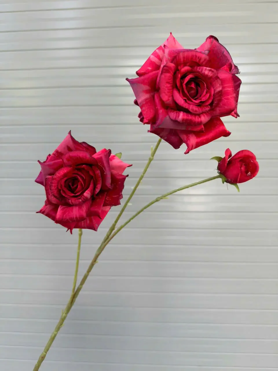 HỒNG GAI 2 BÔNG 1 NỤ - Ảnh 15