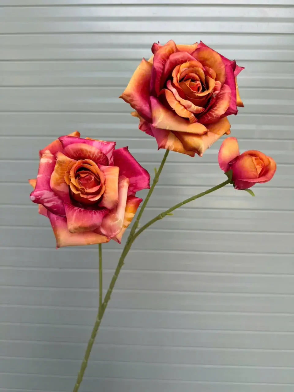HỒNG GAI 2 BÔNG 1 NỤ - Ảnh 6