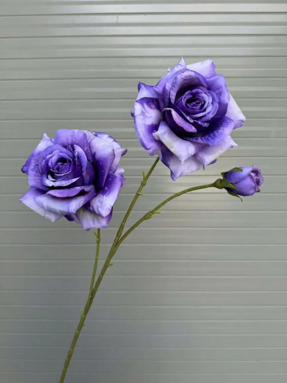 HỒNG GAI 2 BÔNG 1 NỤ - Ảnh 9