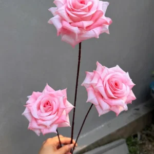 HỒNG GAI 3B HÀNG VN