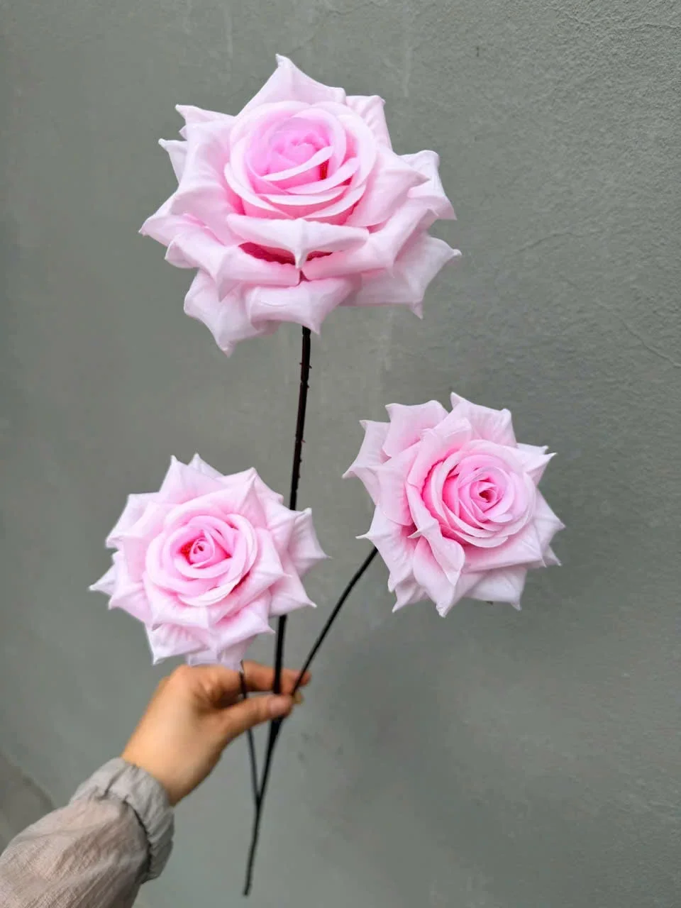 HỒNG GAI 3B HÀNG VN - Ảnh 4