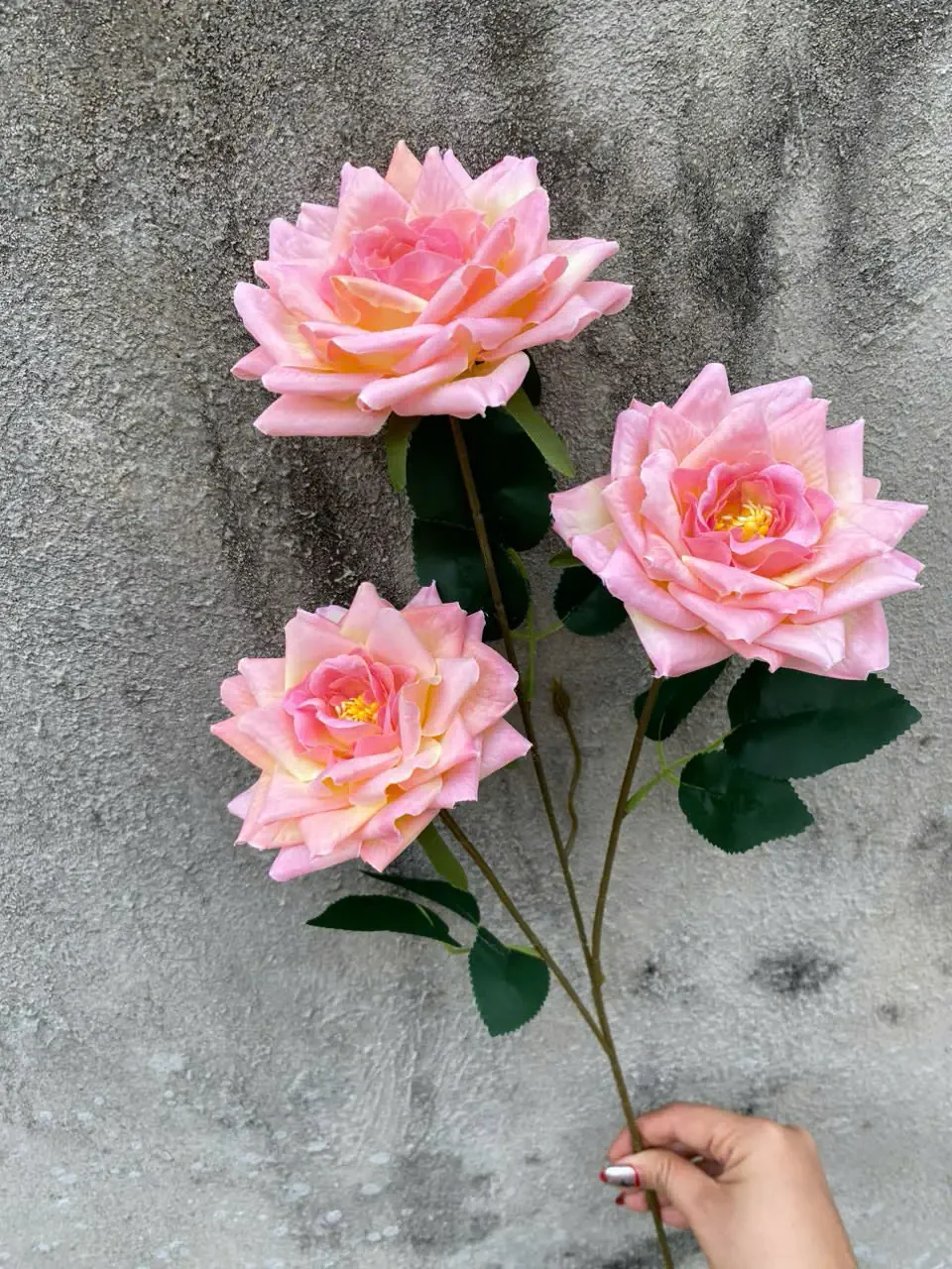 HỒNG RỪNG 3B HÀNG VN
